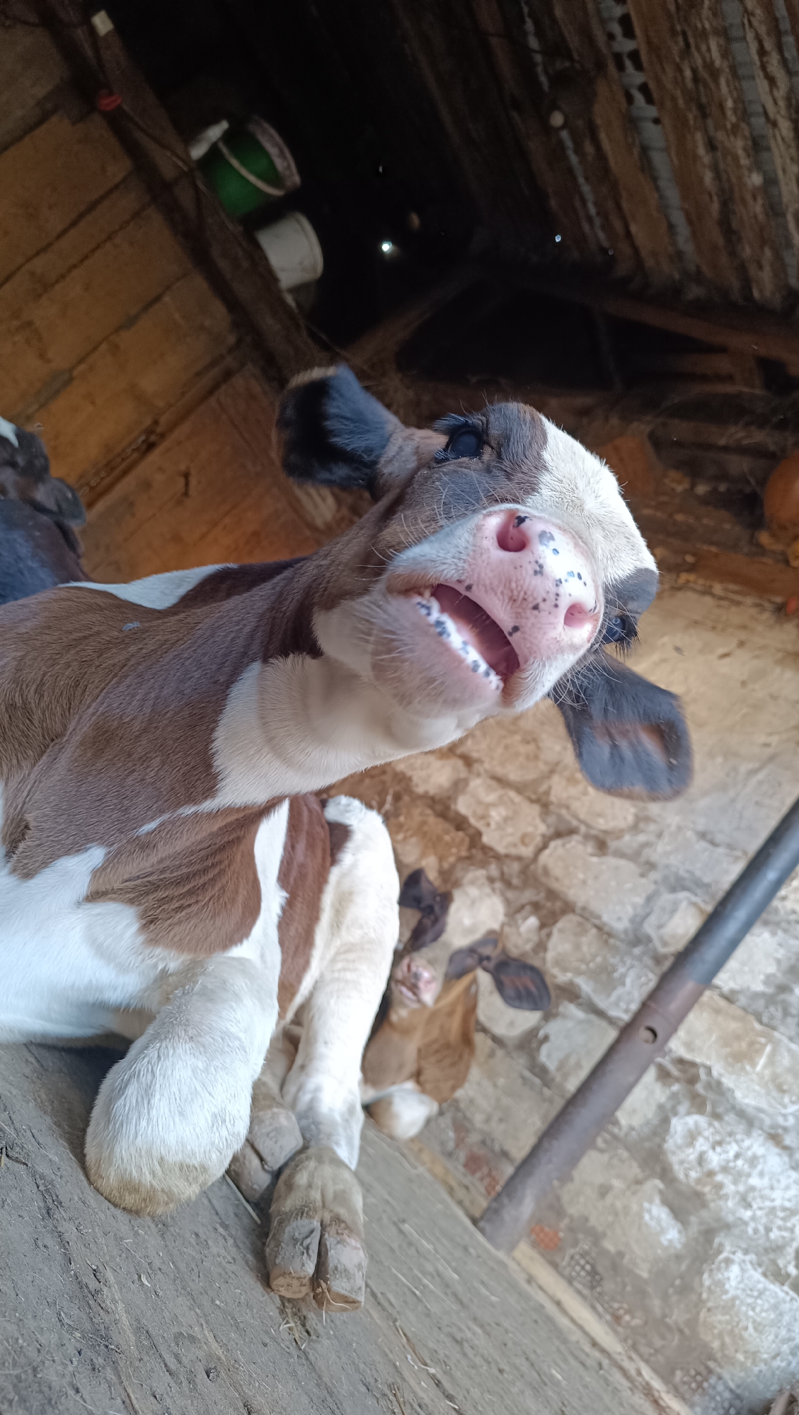 A high-angle, eye-level close-up shot shows the face of a calf looking directly at the camera. The calf's mouth is open, revealing its teeth and pink tongue. It has brown and white fur and black markings around its eyes and ears. In the background, another calf is visible, and the scene appears to be set inside a barn with a wooden ceiling and stone floor. The lighting is dim, with some areas of shadow.