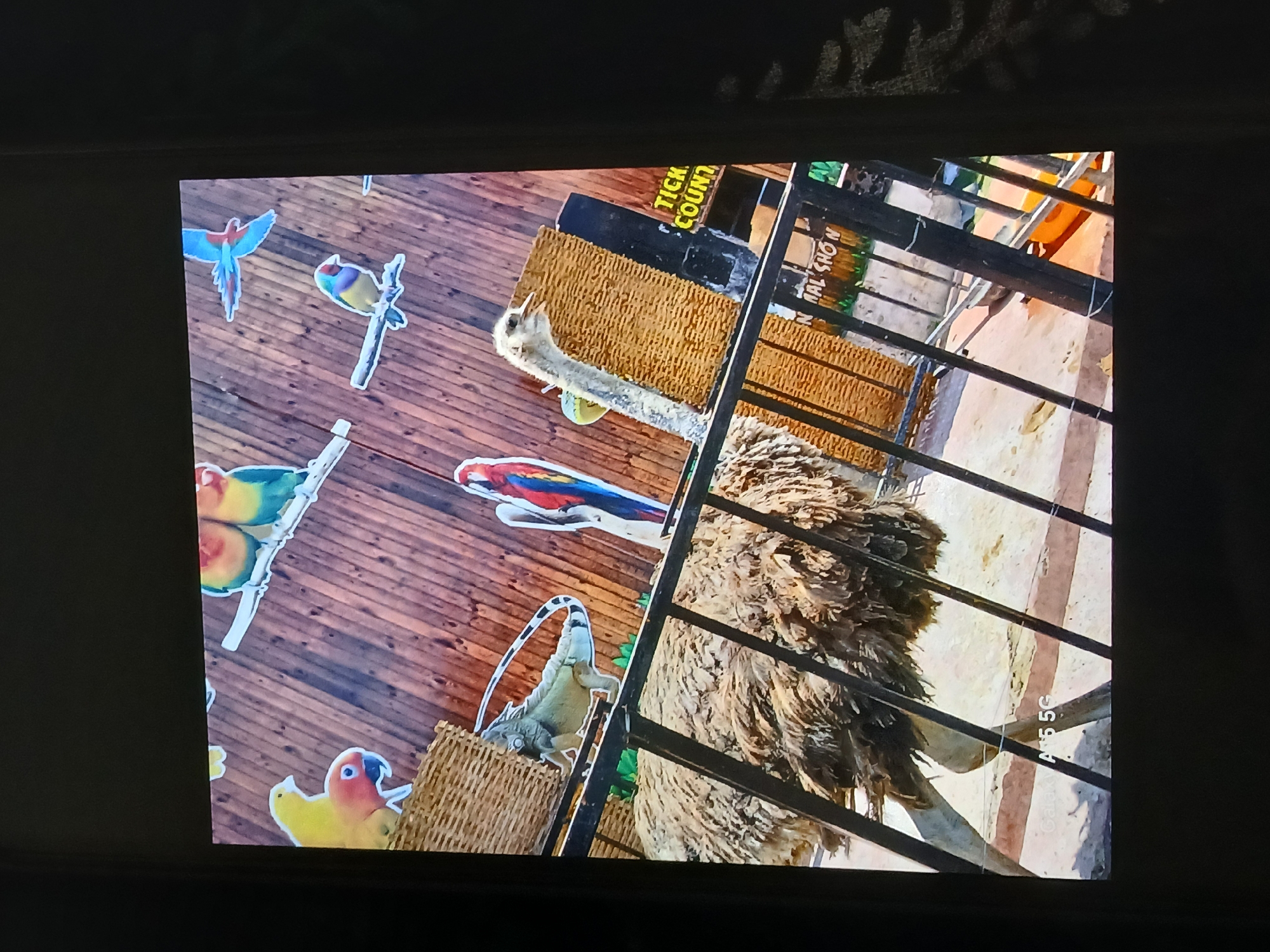 The image shows a close-up of an exhibit at what appears to be a zoo or animal park. The exhibit features an ostrich and other smaller animals like birds and an iguana, all placed behind a black metal railing. There are signs with text, including "Tick Count" and "Animal Show," that suggest this is an educational display. The backdrop consists of wood panels adorned with images of colorful birds. There is also a faint indication of a "Galaxy A55G" watermark, suggesting the image was taken with a smartphone. The location is Bengaluru, India.