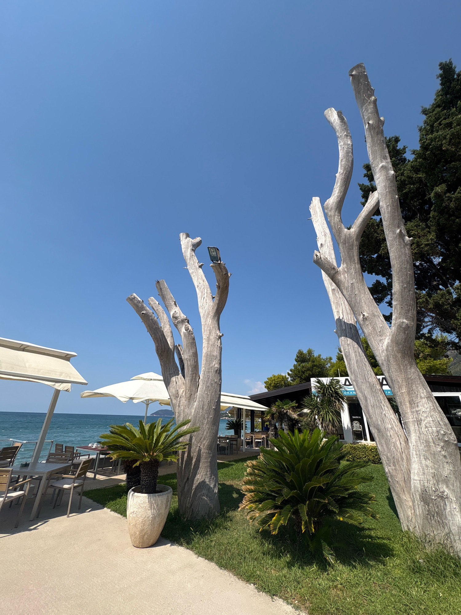 The image captures a sunlit scene by the Adriatic Sea in Bar, Montenegro. In the foreground, two large, weathered tree trunks stand prominently, stripped of their foliage and stark against a clear blue sky. To the left, a section of a beachside dining area is visible, featuring white umbrellas and tables set with chairs. The sea stretches out in the background, with gentle waves lapping the shore. Further inland, a modern building with a dark roof and signage, likely a restaurant or cafe, is partially visible, surrounded by lush green grass and palm-like plants. The overall atmosphere is serene and indicative of a summer day at a coastal resort.