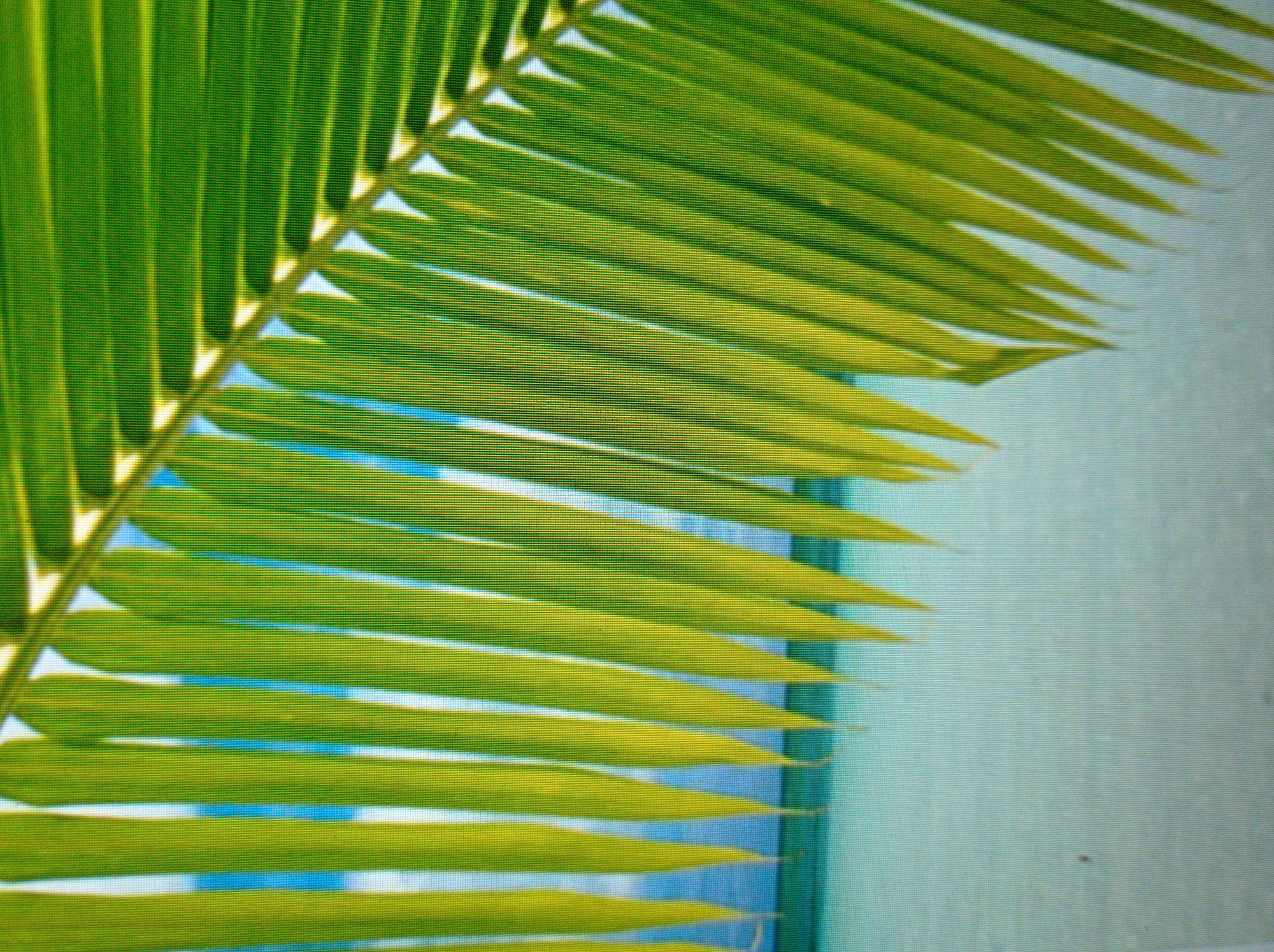 The image shows a close-up view of a palm frond against a backdrop of the ocean and sky. The palm frond is predominantly green with hints of yellow, and its individual leaflets are clearly visible. The ocean is a light blue-green color, and the sky above is a bright blue. The scene appears to be a tropical or subtropical location. The image is from Mukachevo, Ukraine.