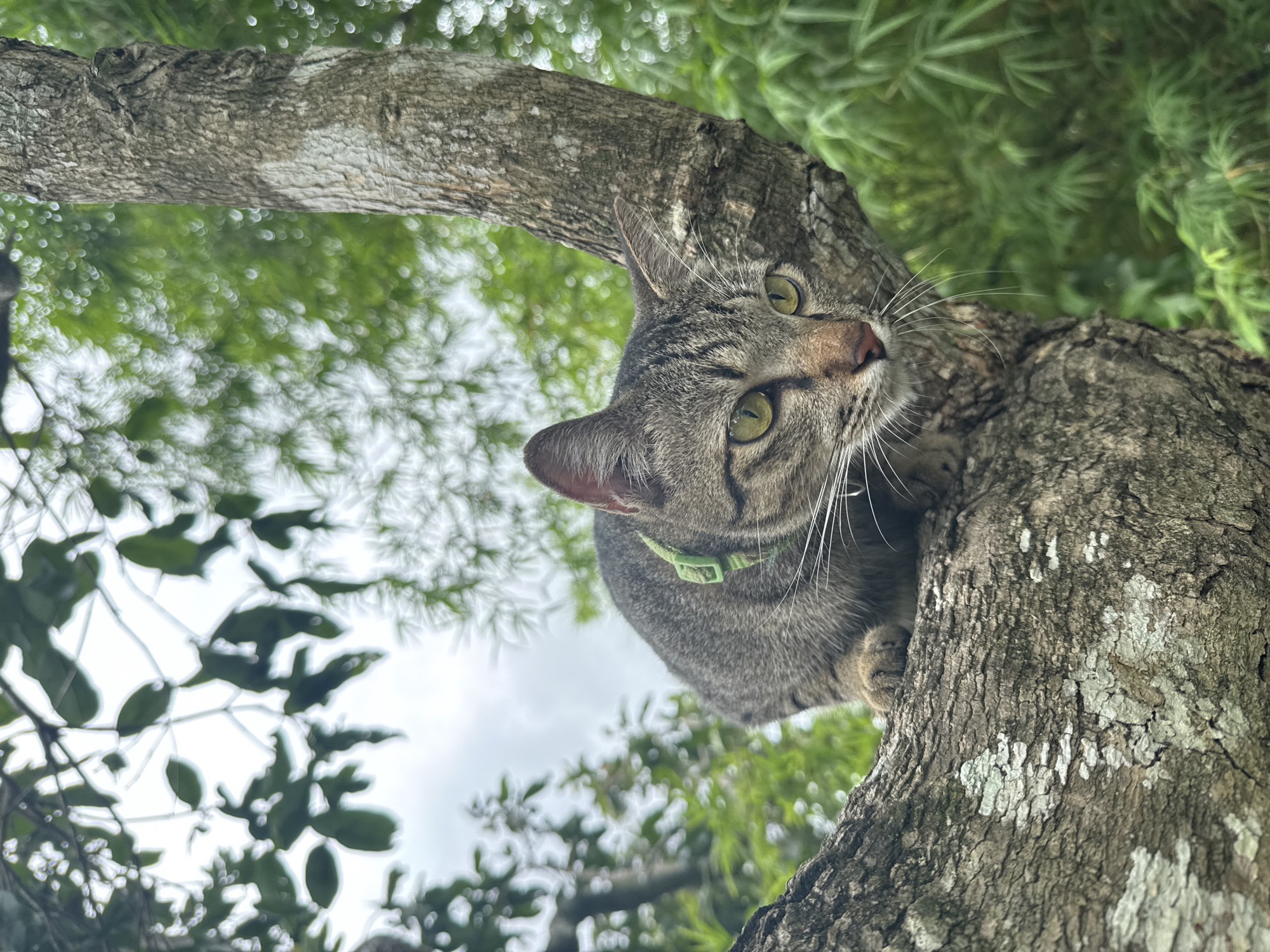 A tabby cat with a green collar is perched on a thick, textured tree branch. The cat is facing right with its body partially obscured by the branch. Its ears are perked, and its green eyes are focused forward. Long white whiskers extend from its nose. The tree branch is rough and uneven, with patches of light-colored lichen. The background is filled with blurred green foliage, suggesting a lush, outdoor environment. The sky above is overcast. The scene is set in the Ko Pha-ngan District of Thailand.