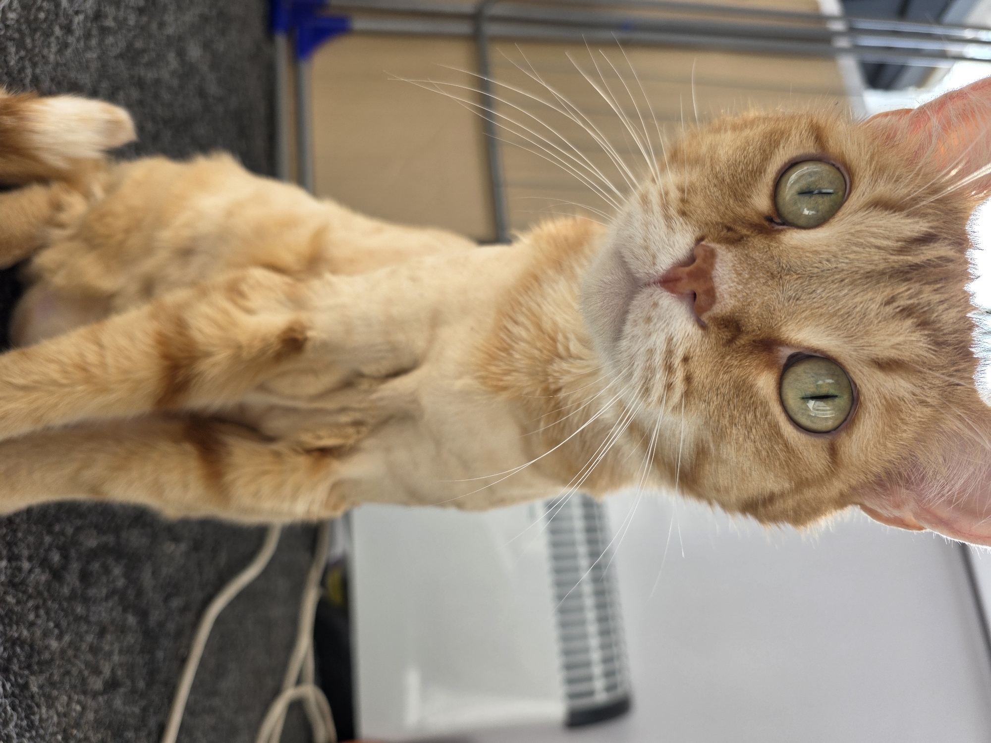 An orange tabby cat with green eyes is sitting on a dark grey carpet. The cat has short fur on its body, with longer fur on its head and neck. Its ears are pointed upwards, and its whiskers are long and white. The background is blurry, but a white radiator and some cables are visible. The cat appears to be looking directly at the camera. There is no visible information about the location in the city of Chaikovsky, Russia.