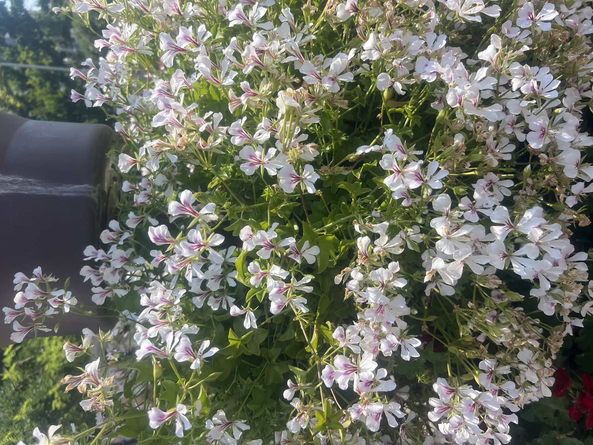 The image shows a close-up, overhead view of a cluster of white and pink flowers, possibly geraniums, with green foliage. The flowers have delicate petals with dark pink or magenta markings on the upper petals. Some of the flowers are in full bloom, while others are in bud or have wilted. In the background, out of focus, is a dark brown planter and some blurred green trees and a hint of a bright blue sky. The lighting suggests it is daytime, with sunlight casting shadows. The scene appears to be an outdoor setting, likely a garden or a public space in Iași, Romania, given the context. There are no people or animals visible in the frame. The focus is entirely on the floral display.