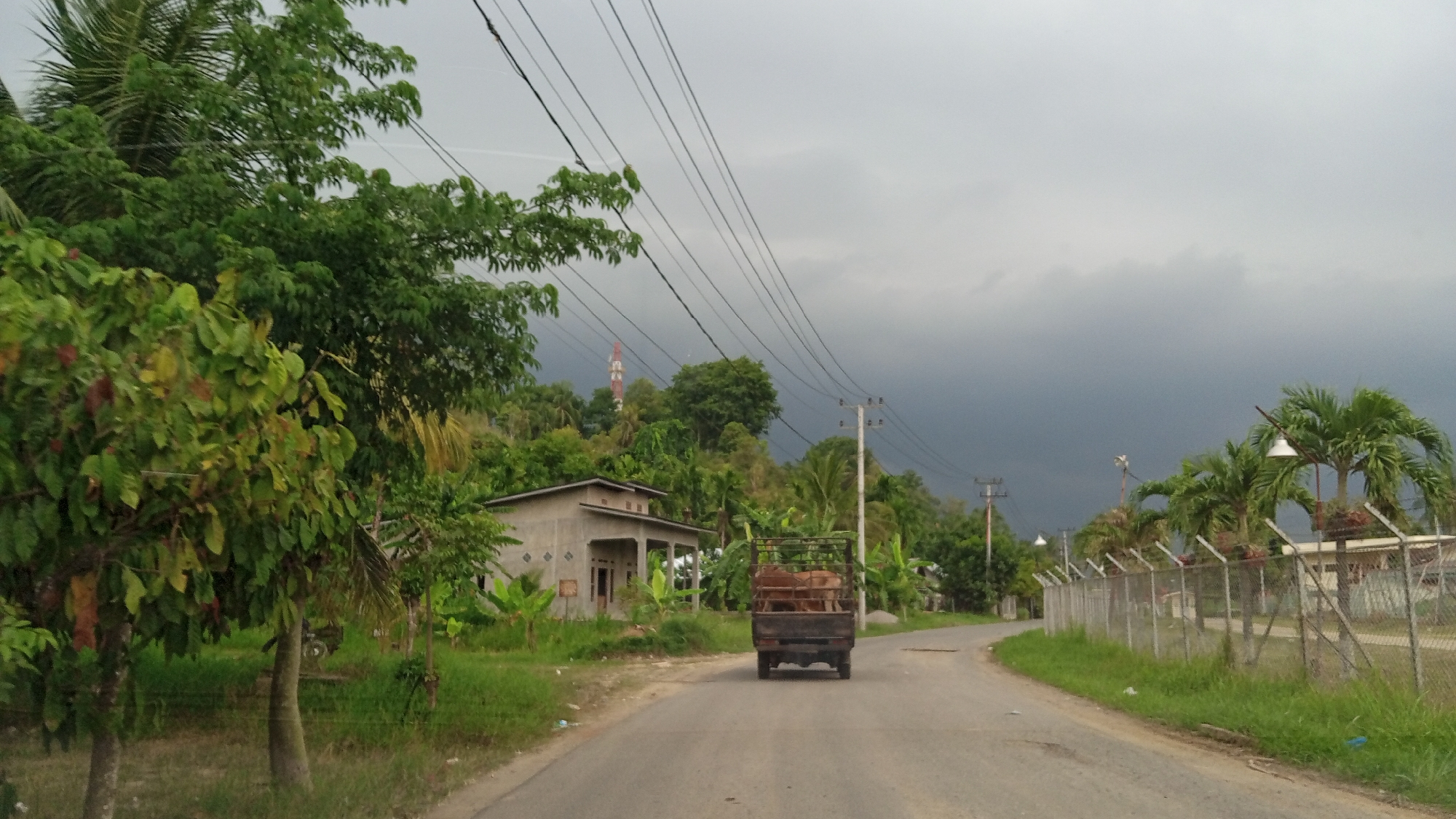 A dark, overcast sky looms over a rural Indonesian landscape in Blang Mee. A two-lane asphalt road curves through lush greenery, flanked by tall trees, dense foliage, and a few modest buildings. On the left, a small, light-colored house with a tiled roof stands near a cluster of banana trees. Further down the road, a dark, older model truck travels away from the camera, carrying what appear to be two cows in its open, caged bed. The truck is positioned in the right lane of the road. Along the right side of the road, a chain-link fence encloses a grassy area with scattered palm trees and some white, possibly decorative, light fixtures. Power lines crisscross the sky overhead, supported by utility poles. In the distance, a red and white tower, possibly a communication tower, is visible atop a tree-covered hill. The overall scene suggests a humid, possibly impending rainy day.