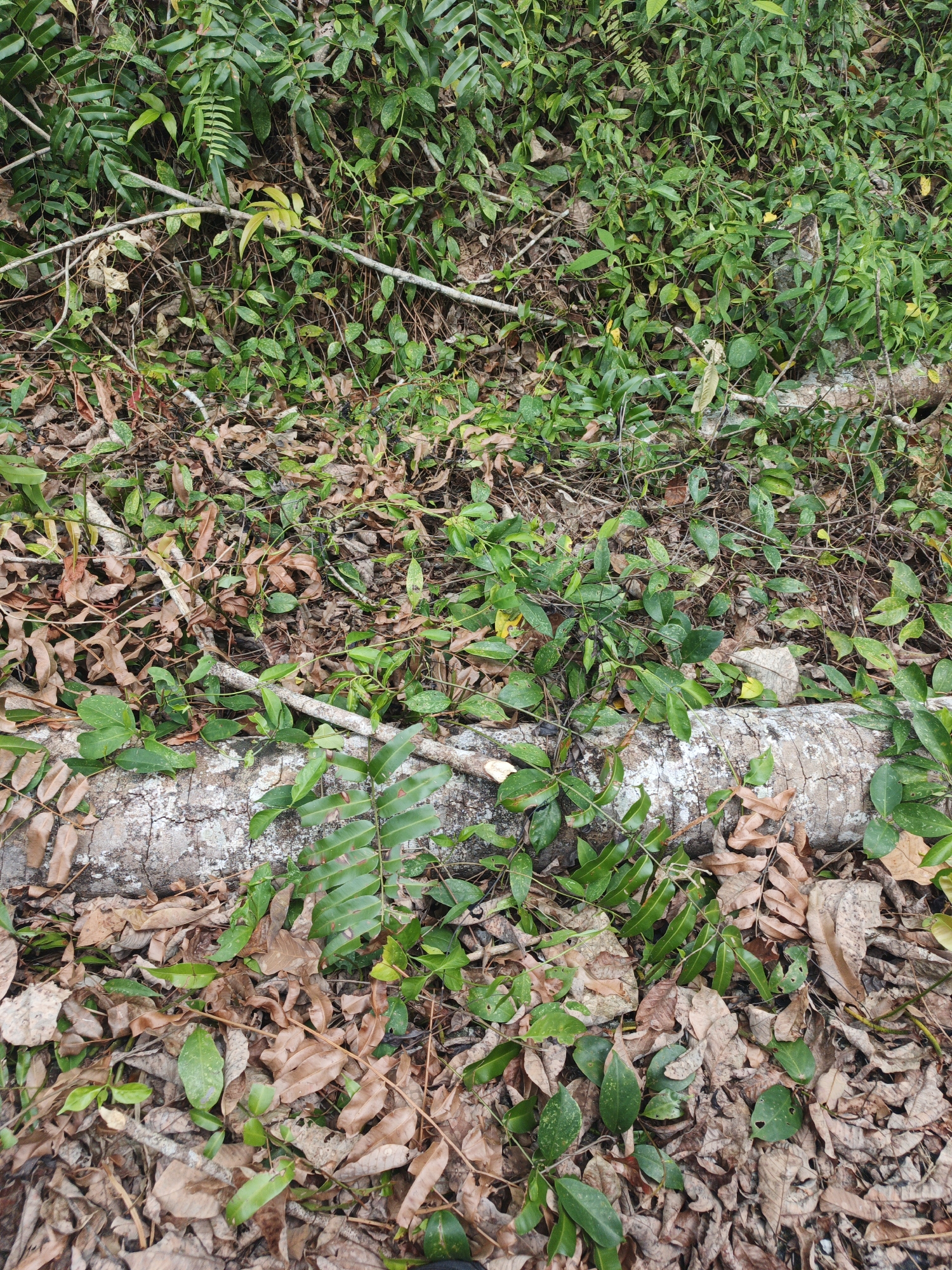 The image depicts a natural scene in Resam Lapis, Indonesia, characterized by abundant vegetation and natural debris. A fallen log, appearing aged and partially covered in lichen, lies horizontally across the frame. The ground is carpeted with a mixture of dried brown leaves and vibrant green foliage, including ferns and smaller leafy plants that are entwined with the log and scattered throughout. Thin branches and twigs are also visible amongst the leaves and plants, contributing to the dense, wild appearance of the environment. The lighting suggests an overcast or shaded condition, common in dense forest or jungle settings. There are no people or animals visible in the image.