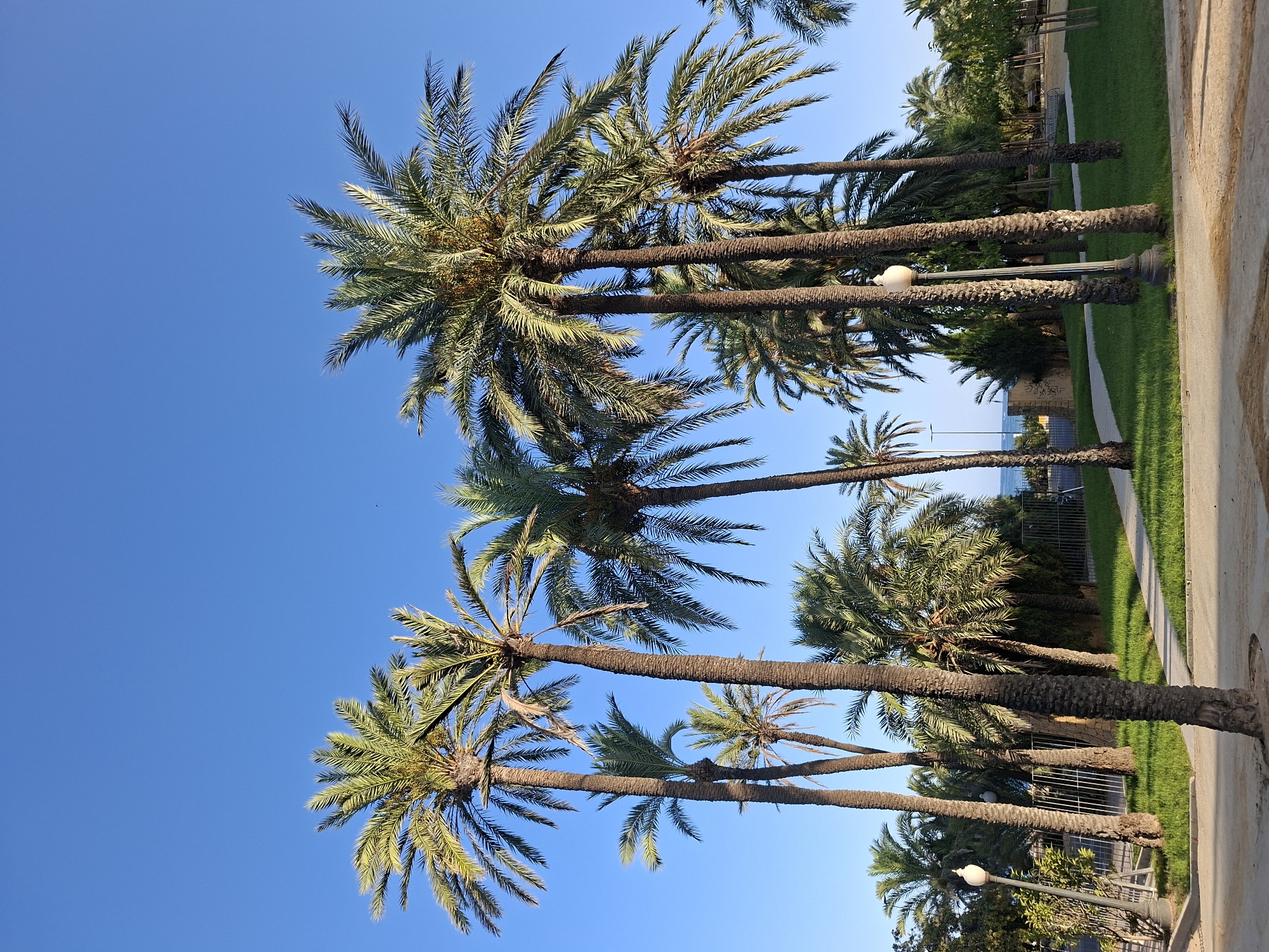 The image captures a cluster of tall palm trees against a clear, vibrant blue sky. The trees are densely packed, with their fronds reaching upwards and casting shadows on the lush green grass below. A paved pathway winds through the park, flanked by manicured lawns and a few streetlights. In the background, a glimpse of the sea can be seen, suggesting a coastal location. The scene appears to be a public park or promenade, likely within a city known for its palm trees and proximity to the Mediterranean. This setting is characteristic of the city of Alicante, Spain, particularly along its coastline or in its well-maintained urban parks. There are no people visible in the image, making it a serene and tranquil depiction of the environment. The light suggests it is daytime, likely morning or late afternoon, given the quality of the light.