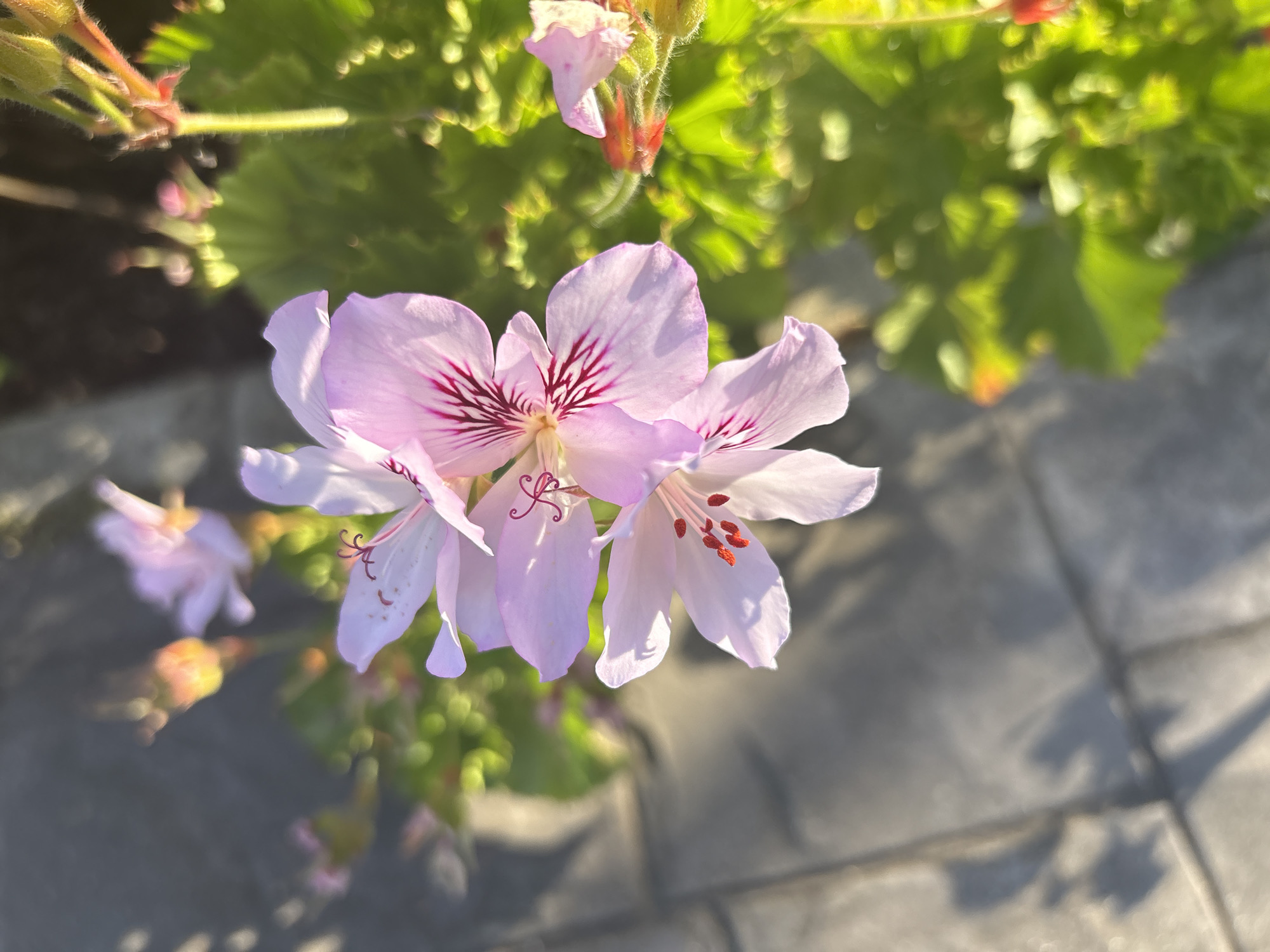 A close-up shot shows light purple flowers with dark red markings on the petals. The background consists of green foliage and a gray paved surface. The location is inferred to be Urbanización Encinares De Alcolea, Spain. No people are visible, and the primary subject is the cluster of flowers. The flowers appear to be blooming in an outdoor setting, likely a garden or landscaped area.
