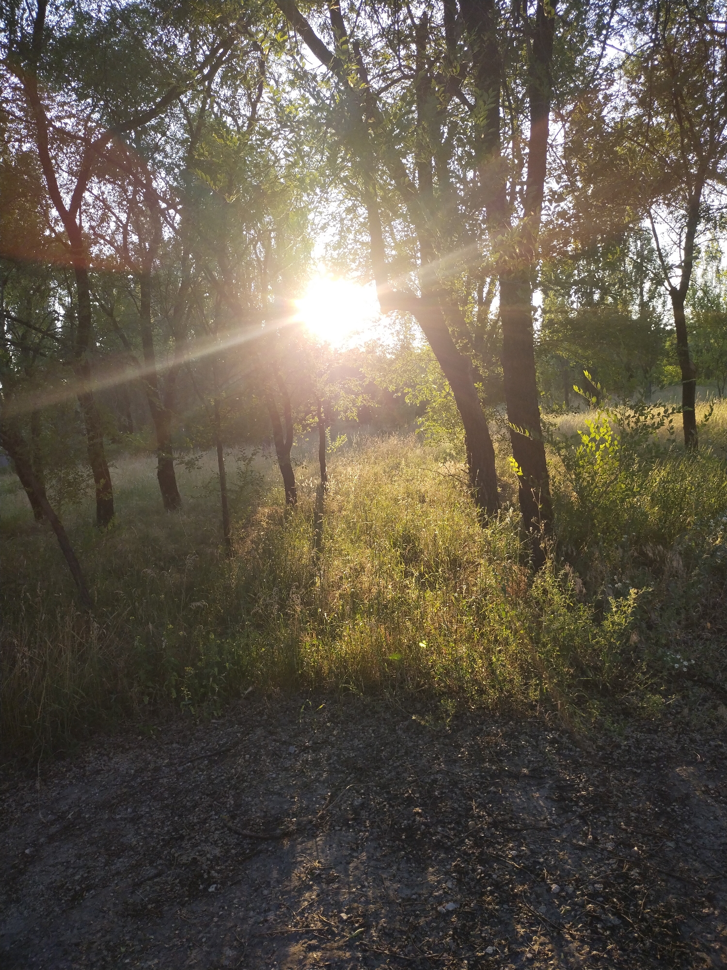 The image captures a tranquil natural scene with the sun setting amidst a grove of trees. The sun, positioned in the upper center of the frame, casts a warm, golden glow through the leaves, creating a lens flare effect and dappled light on the ground. Tall, slender trees with dark bark dominate the foreground and midground, their branches creating a canopy overhead.
The ground is covered in a thick carpet of tall, dry grass and various green bushes, suggesting an outdoor, possibly rural or park-like setting. The area in front of the trees appears to be a dirt or gravel path, with small stones and scattered debris visible. The overall impression is one of peacefulness and natural beauty, with the late afternoon or early evening sun illuminating the vegetation and casting long shadows. There is no text visible in the image. The location context of Horishni Plavni, Ukraine, suggests this might be a scene from a park, forest edge, or natural area within or near the city. The weather appears clear and sunny, typical of a pleasant late day.