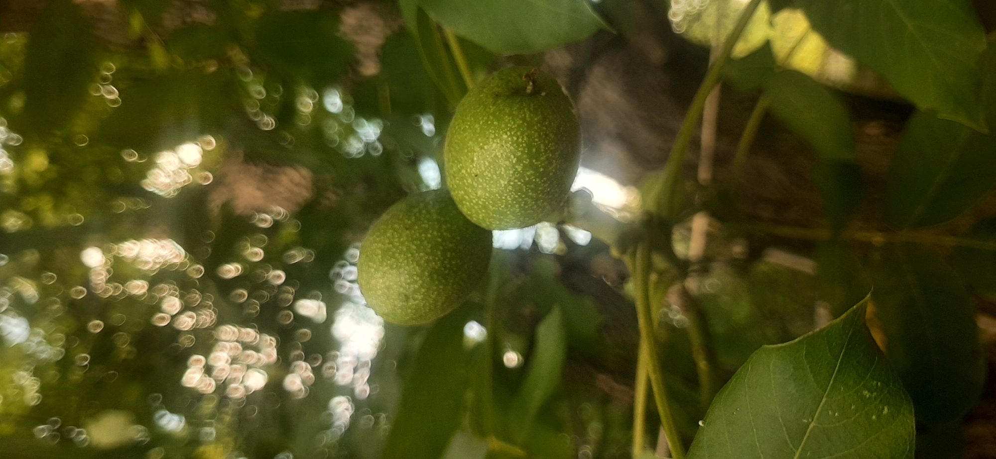 The image shows a close-up of two unripe walnuts hanging from a tree branch. The walnuts are green and have a slightly textured surface. They are surrounded by green leaves and branches. The background is out of focus, showing bokeh circles of light, suggesting a sunny day. The scene is set in the city of Yessentukskaya, Russia. There are no people or animals visible in the image.