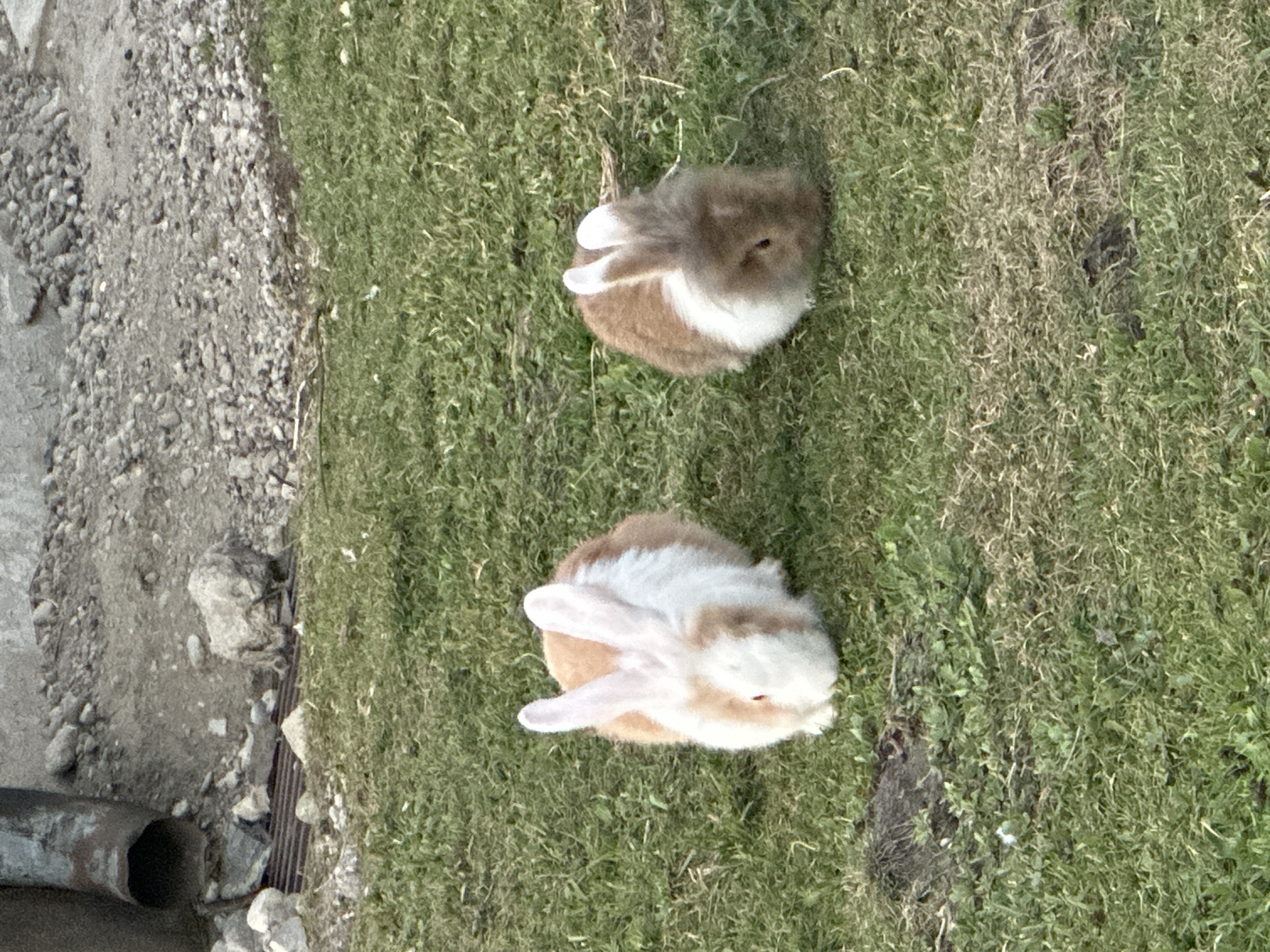 Two rabbits are situated on a grassy area. One rabbit, primarily white with tan markings, is positioned to the left, facing forward. To its right and slightly behind, a second rabbit, predominantly tan with white markings, is also facing forward. The background consists of a gravelly, uneven surface and a metal pipe extending from the upper left corner. The scene is outdoors, with a focus on the rabbits and their immediate surroundings. The location is identified as Bad Endorf, Germany.