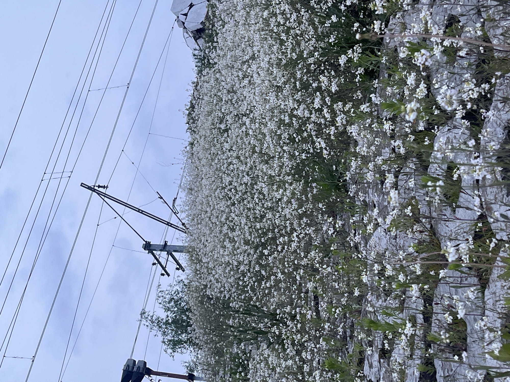 A sideways medium shot shows a hillside covered in small white flowers, a rocky terrain, and an electrical pylon under a cloudy sky, likely in Saint Petersburg, Russia.