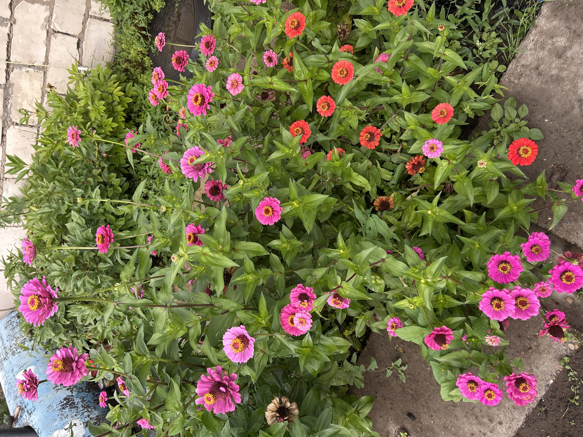 This is a close-up, eye-level, outdoor, medium shot of a dense patch of zinnias with pink and red flowers blooming amongst lush green foliage. The flowers have prominent yellow centers. In the background, a weathered, light-colored brick wall and some green bushes are visible. To the left, a portion of a rusty blue metal object is present. The ground consists of rough concrete and dark soil with some small weeds. The scene appears to be a garden or yard in Chaikovsky, Russia. There are no people or animals in the image.