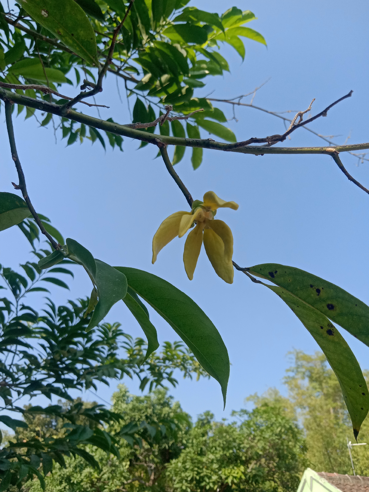A close-up, low-angle shot captures a single, pale yellow flower with delicate, pointed petals hanging from a thin branch. The flower is centrally located, with several green leaves framing it from the left and right. The background is a clear, bright blue sky, with the tops of lush green trees and a hint of a tiled roof visible at the very bottom. The image appears to be taken outdoors during the day, likely in a garden or natural setting within the city of Stiaji, Indonesia. The focus is sharp on the flower and immediate surrounding foliage, with the background softening into a blur.