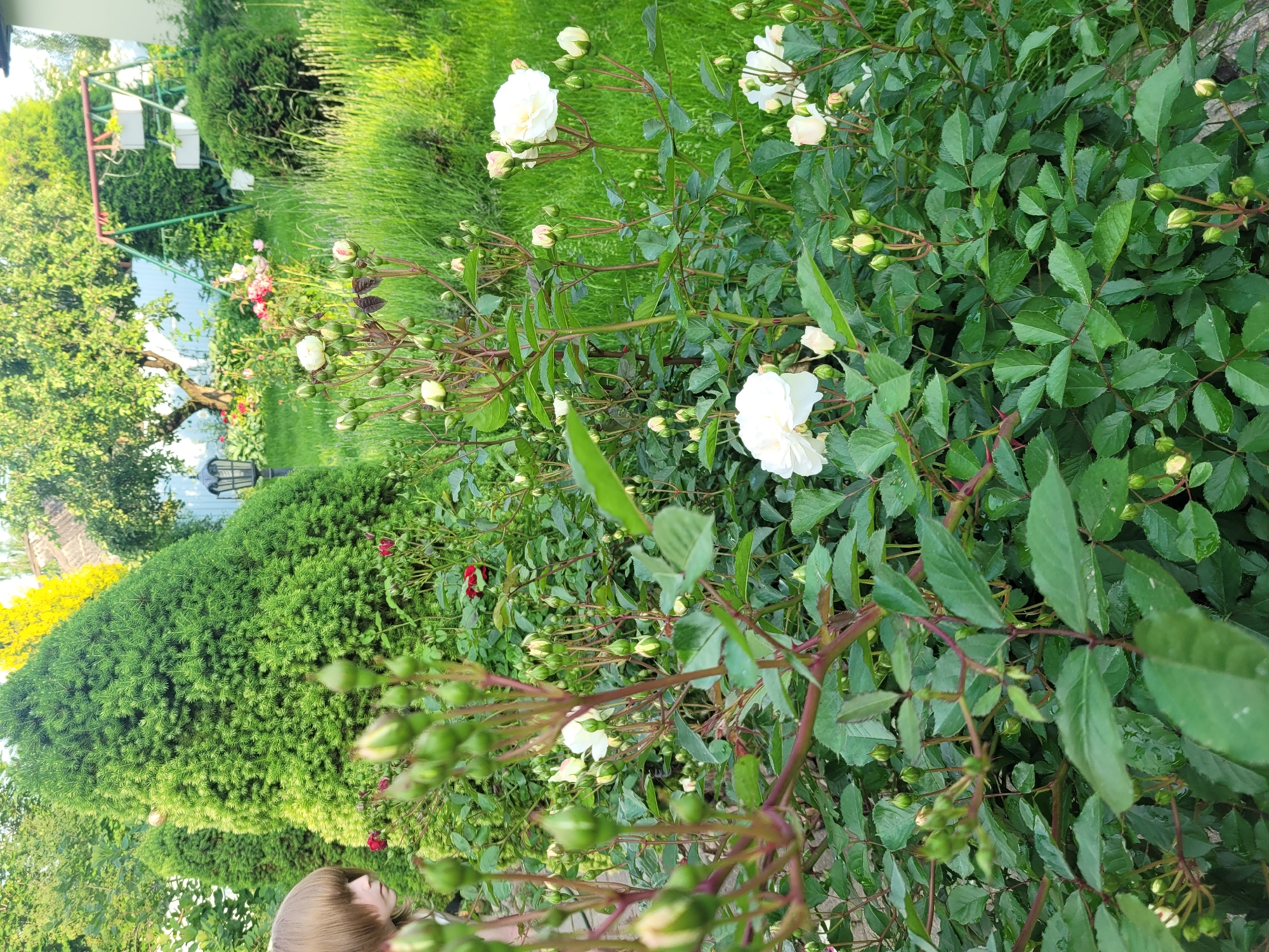 A medium shot captures a garden scene in Navapolski Sel'ski Savet, Belarus. The foreground is dominated by lush green rose bushes with numerous white rose buds and a few blooming white roses. The stems of the roses are a reddish-brown color. A person with blonde hair is visible on the left side of the frame, partially obscured by the foliage, looking towards the garden. In the background, a tall, conical evergreen tree stands prominently. Further back, a swing set with white planters can be seen, along with a lamppost. The environment appears to be a well-maintained residential garden with a focus on flora. The lighting suggests it is daytime, with soft sunlight illuminating the scene.