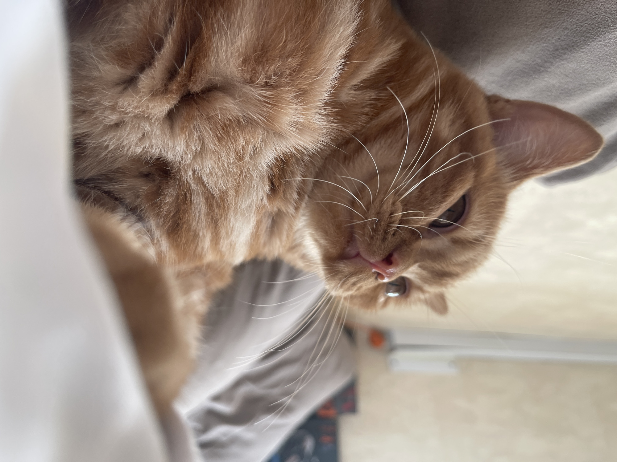An orange tabby cat is lying down, appearing relaxed. The cat is primarily in focus in the foreground, with its ginger fur and whiskers clearly visible. The background is blurred, showing what appears to be a soft surface, possibly a bed or couch, and some indistinct objects that could be furniture or decorations in a room. The lighting suggests an indoor setting with ambient light. There is no indication of the city of Kommunarka, Russia, within the image.