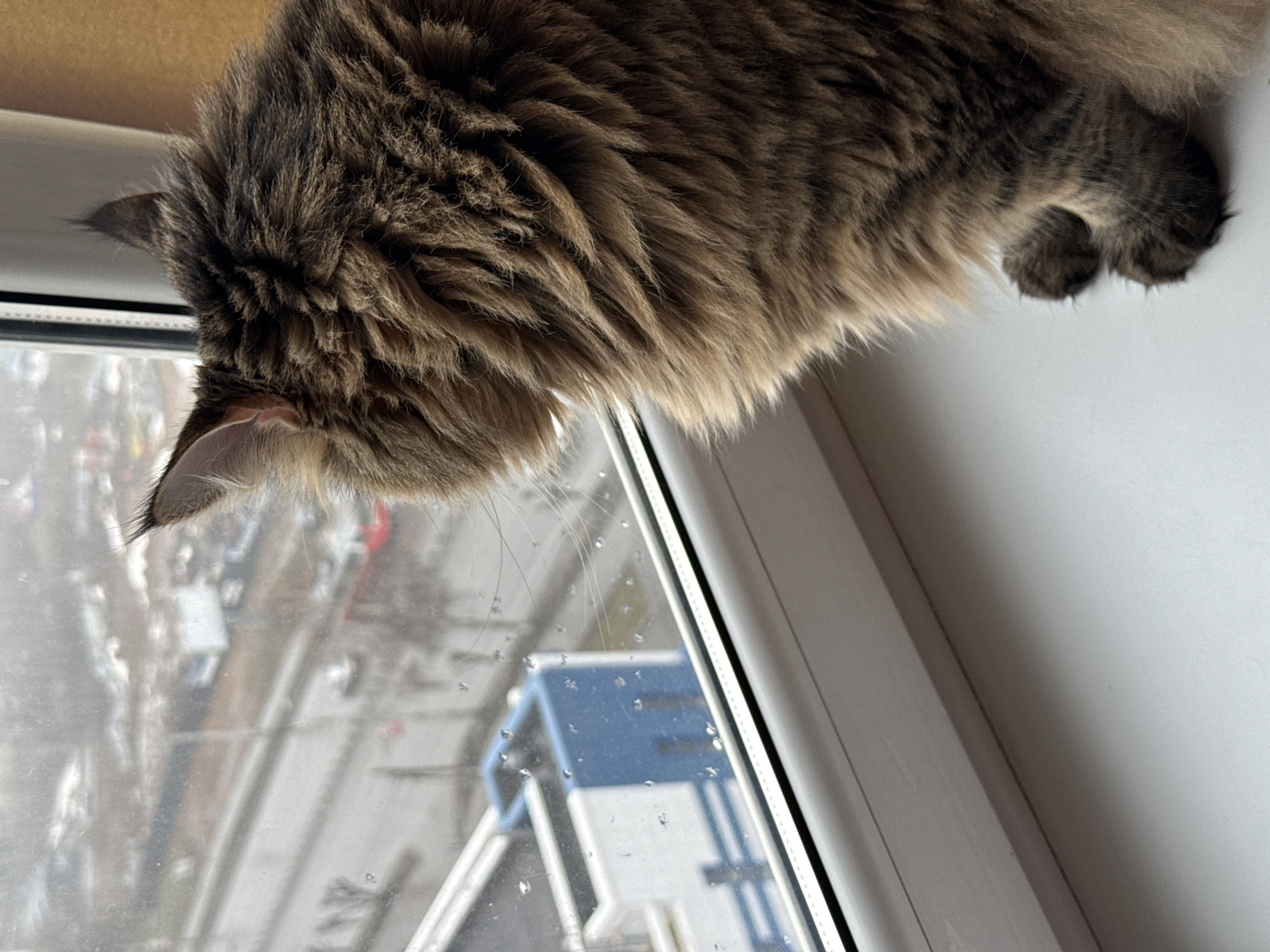 A brown and grey long-haired cat is peering out of a rain-streaked window. The location appears to be in Izhevsk, Russia, based on the view outside the window, which includes buildings and a street scene typical of a Russian city. The cat's head is tilted down, its ear visible, as it looks out at the street below. The cat's paws are on a white sill, adjacent to the window frame. Raindrops cover the windowpane.