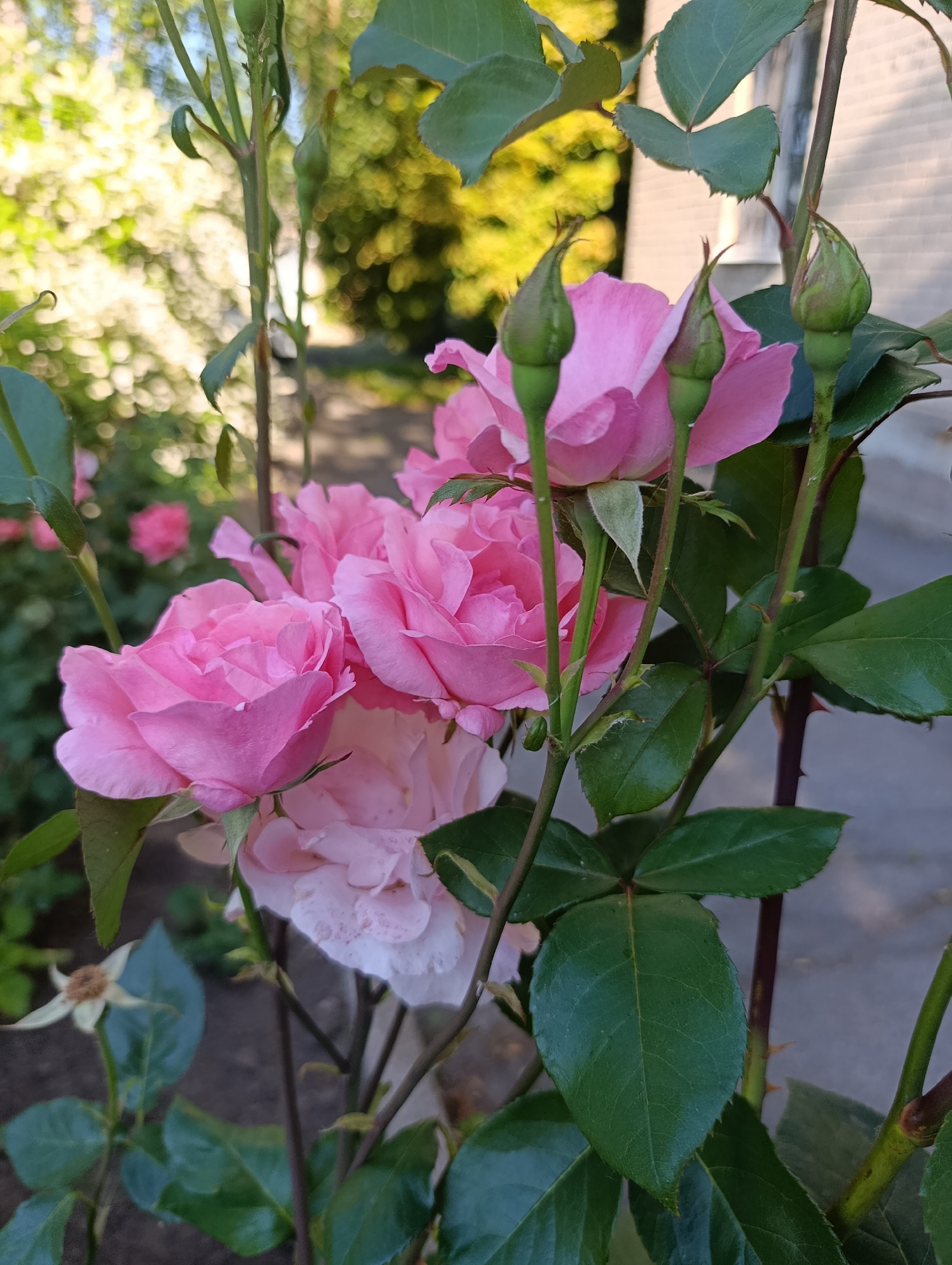 A close-up, eye-level shot shows a cluster of pink roses and buds on a rose bush in an outdoor setting. The roses are in various stages of bloom, with some fully opened and others still tightly closed. The petals are a soft pink, with some lighter pink and white hues visible on the older blooms. Dark green leaves surround the flowers, some of which are tinged with red. The stems are thin and green, with some thorny protrusions visible. In the background, out-of-focus greenery and dappled sunlight suggest a garden environment. The lighting is natural, creating soft shadows and highlights on the flowers. The scene is a botanical subject in an urban garden, likely a private yard or public park in Doslidne, Ukraine. There are no people or animals present in the image.