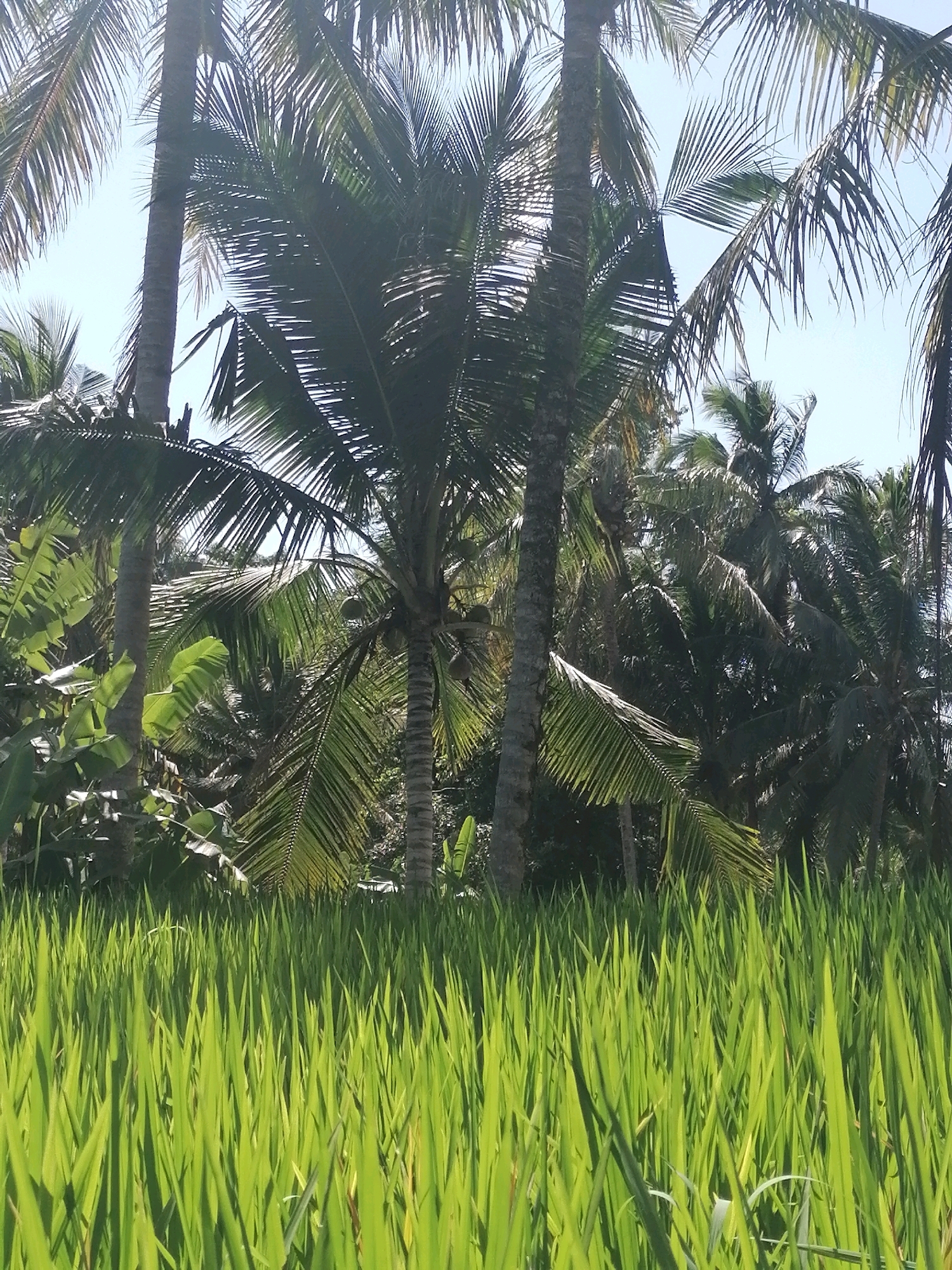 The image shows a field of bright green rice paddies in the foreground, with lush palm trees and other tropical vegetation in the background. The sky is a clear blue. The scene appears to be set in a rural area, possibly a rice terrace, with the characteristic tiered structure of rice cultivation visible. The presence of palm trees suggests a tropical or subtropical climate, consistent with Ubud District, Indonesia. There are no people or animals visible in the image. The lighting indicates it is daytime, with sunlight casting shadows on the rice stalks. The overall impression is one of natural beauty and tranquility.