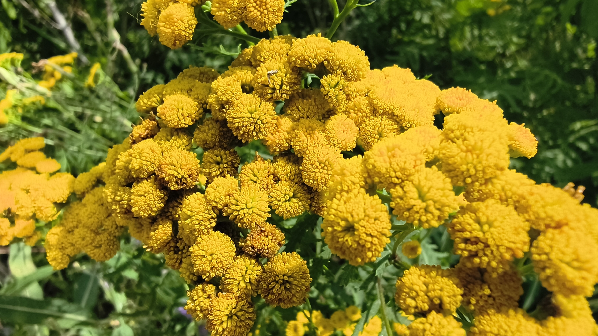 A close-up, sunlit view showcases a cluster of bright yellow tansy flowers. The blooms are densely packed, with many small, button-like flower heads. In the center of a few blooms, a small insect, likely a fly, is visible. The background is a blur of green foliage, suggesting an outdoor, natural setting, possibly a garden or wild area in Mikhaylovka, Russia. The lighting indicates it is daytime, with strong sunlight creating highlights on the petals and casting some shadows.