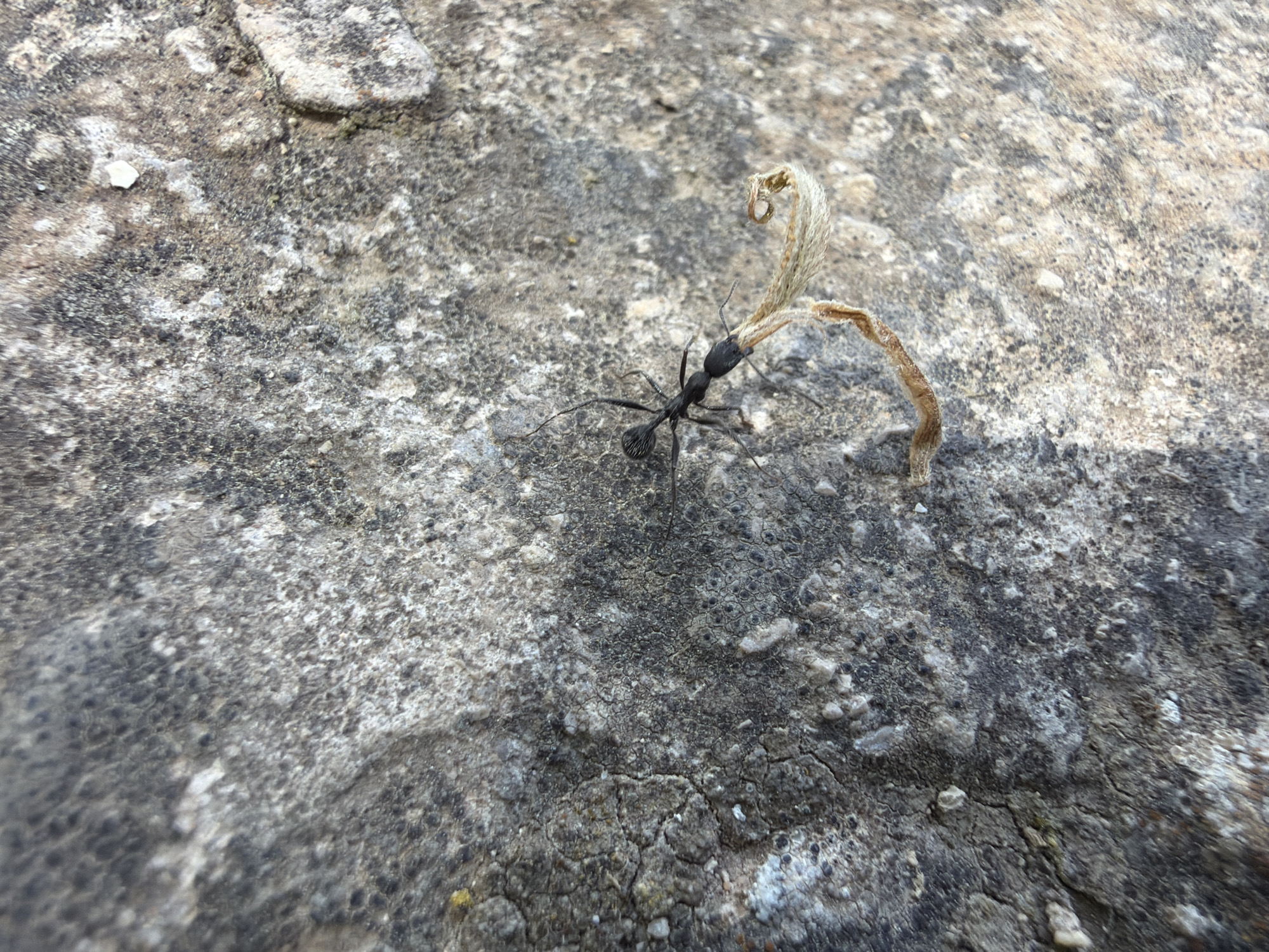 A black ant is prominently featured on a textured, grey rock surface in Olèrdola, Spain. The ant, positioned in the lower-middle of the frame, is carrying a long, thin, dried plant stem or leaf that curls upwards at one end. Its mandibles appear to be firmly gripping the stem. The rock surface is rough and uneven, displaying various shades of grey with some lighter, almost white, patches and darker, possibly lichen-covered, areas that create an intricate pattern. The lighting suggests it is daytime, with soft shadows indicating either an overcast sky or indirect sunlight. The overall scene depicts a small moment of natural activity, highlighting the ant's effort to transport its find across the rugged terrain. There is no visible text in the image.
