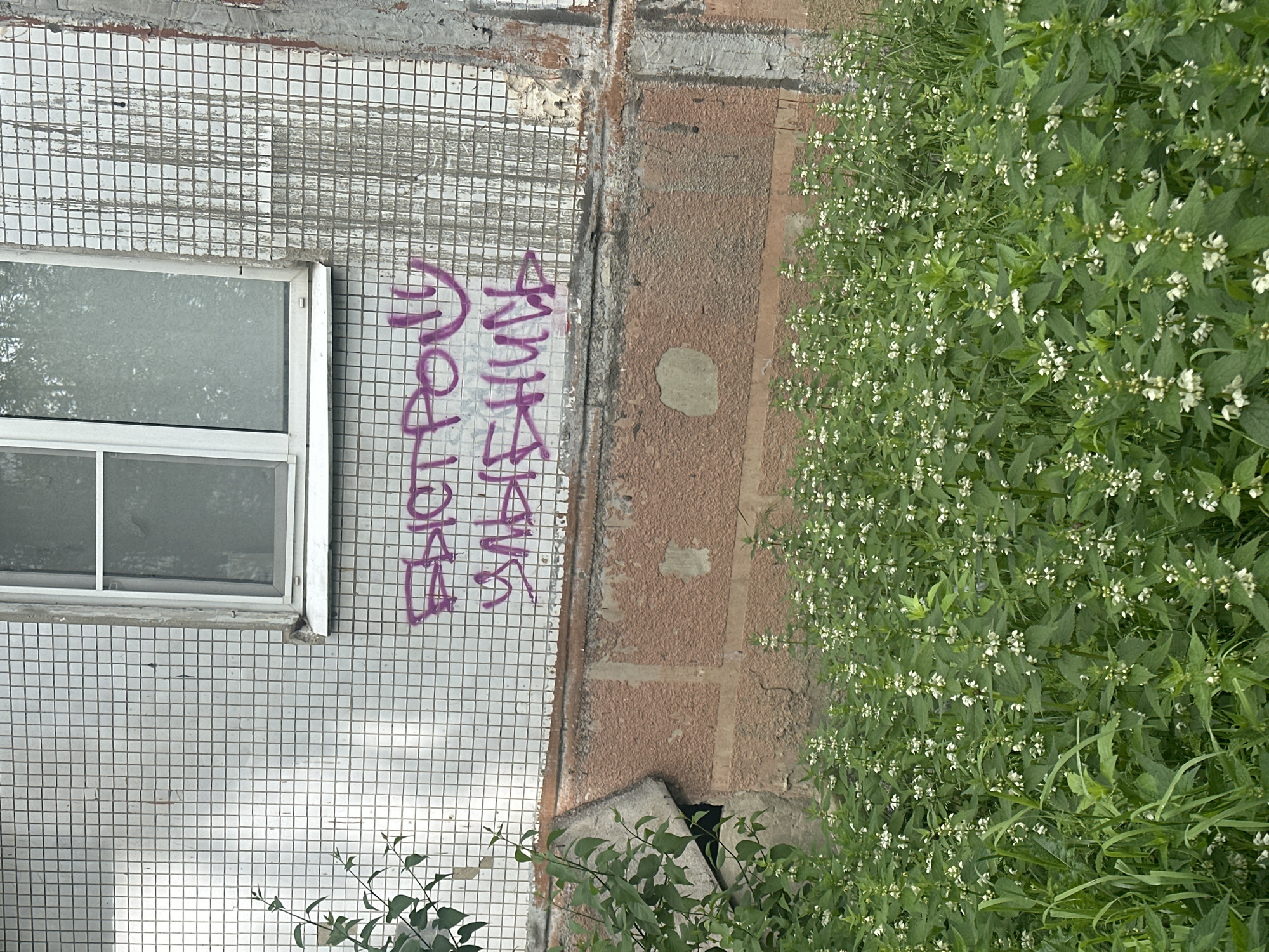 A street view in Stavropol, Russia, shows the side of a building with a window and purple graffiti that includes the word "ANTIFA." The building is constructed with a grid of small, light-colored tiles, partially covered in grime. To the right of the tiled area, a section of brickwork is visible, with some damaged or missing sections. In the foreground, a dense patch of flowering weeds obscures the base of the wall. The building appears weathered.
