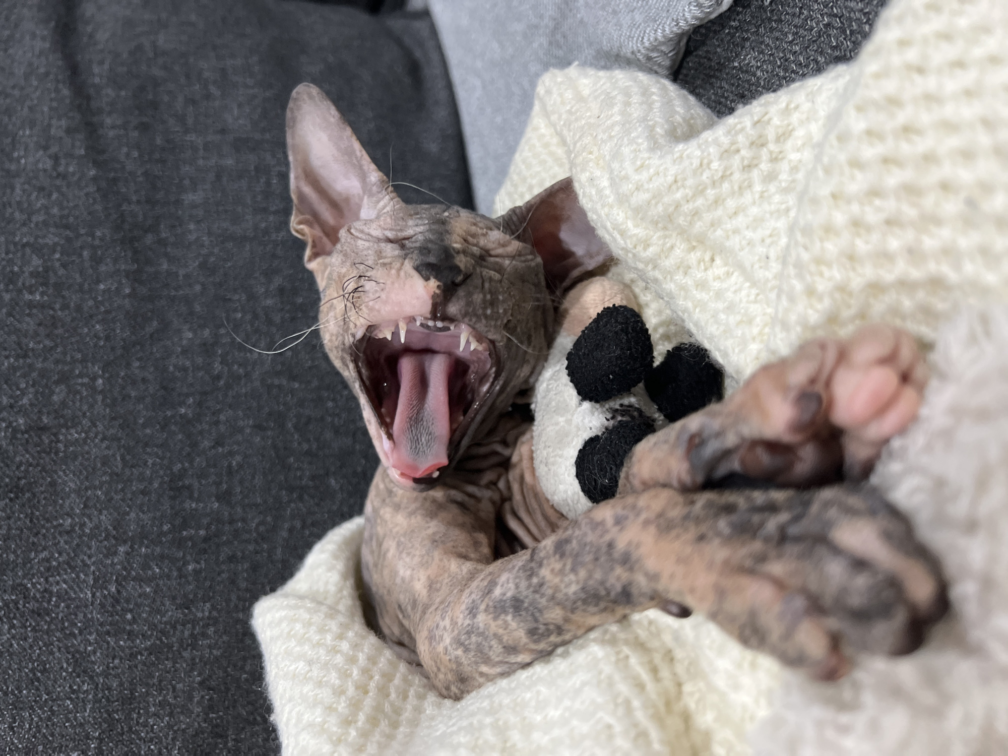 A Sphynx cat is lying on a gray surface and is partially wrapped in a white knitted blanket. The cat has a marbled pattern on its skin and is mid-yawn, revealing its teeth and pink tongue. The cat is also clutching a stuffed animal with black and white spots. The location in the city of Kazan, Russia, is not apparent.