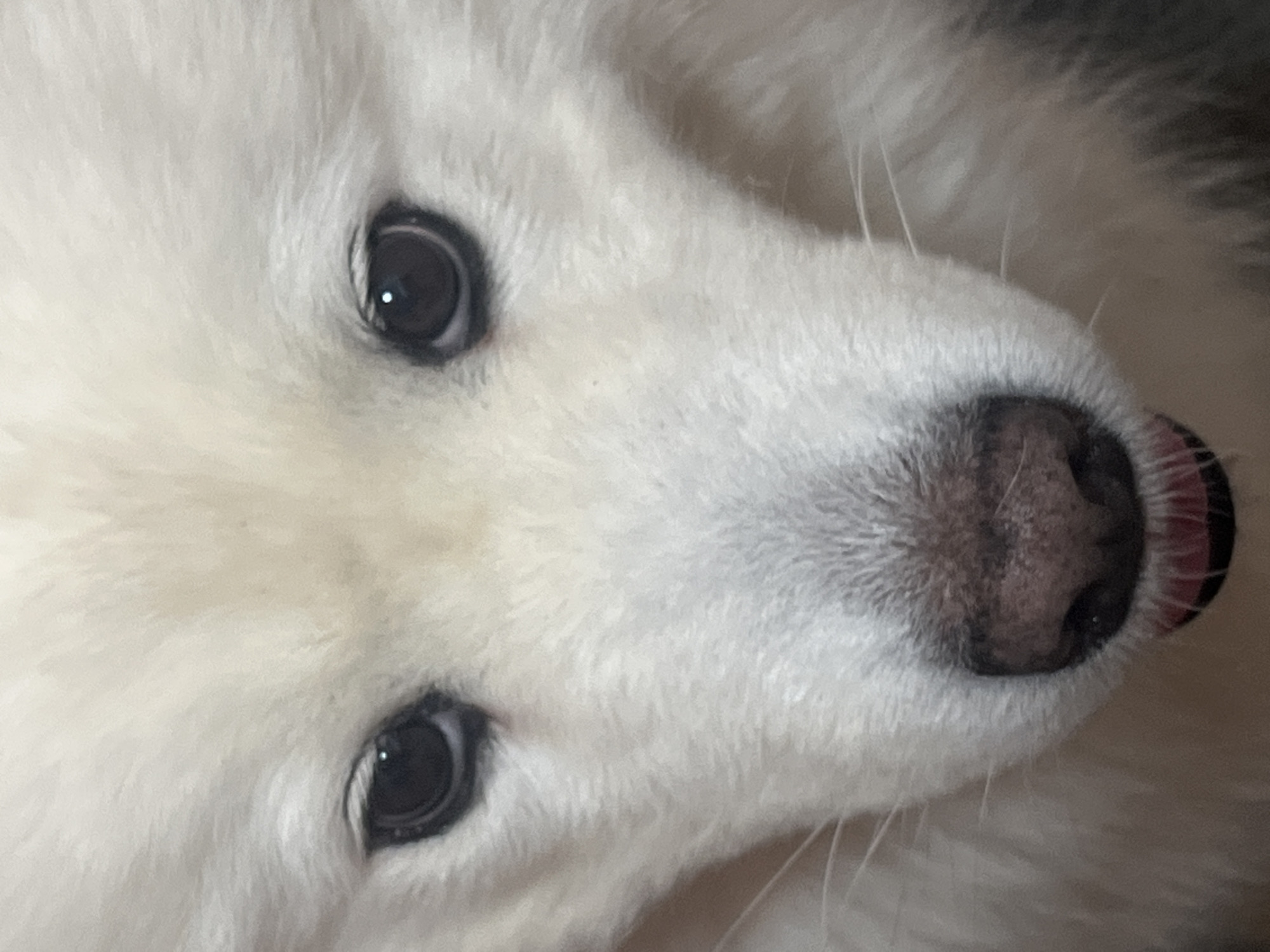 A close-up, head-on photograph shows the face of a white dog. The dog has dark eyes, a dark nose with pink nostrils, and its pink tongue is visible. The fur is thick and white. The background is blurred and appears to be a neutral color. The location is Unknown, Unknown.
