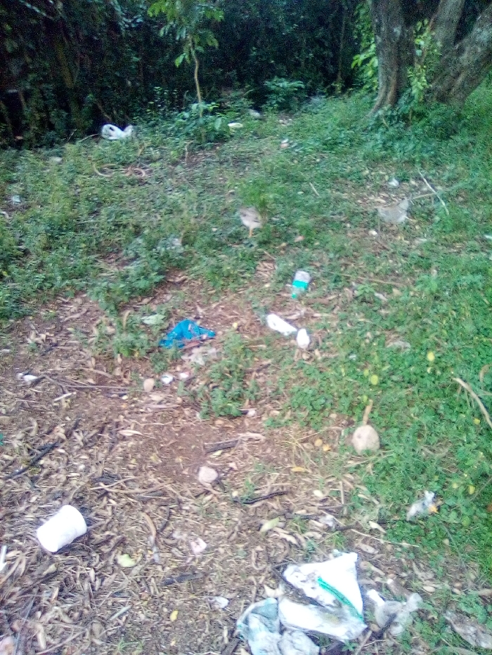 This image depicts an outdoor area within Bondo, Kenya, characterized by a mix of natural vegetation and scattered refuse. The ground in the foreground and mid-ground is uneven, composed of patches of exposed earth, dry organic matter (fallen leaves, twigs), and areas of sparse green grass and small leafy plants. In the background, dense foliage, including multiple trees with visible trunks and branches, forms a natural barrier.
Numerous items of discarded waste are visible across the scene. In the lower-left, a white disposable cup lies on its side. In the mid-ground, a light-blue plastic bottle stands upright, accompanied by several other white plastic bottles or containers and a crumpled blue plastic bag. Various other fragments of white and clear plastic bags and general debris are interspersed throughout the ground. A concentrated pile of mixed plastic waste, including a green plastic strip, is present in the lower-right foreground.
Two birds are identifiable in the mid-ground. One light brown/grey bird, possibly a plover species, stands with its head oriented left in the center-right portion of the image, appearing to forage. A second, less distinct bird of similar appearance is located further back and to the right, partially obscured by vegetation. There are no human subjects visible, and no direct human actions or interactions are depicted. The scene implies the accumulation of unattended waste in a semi-natural environment.