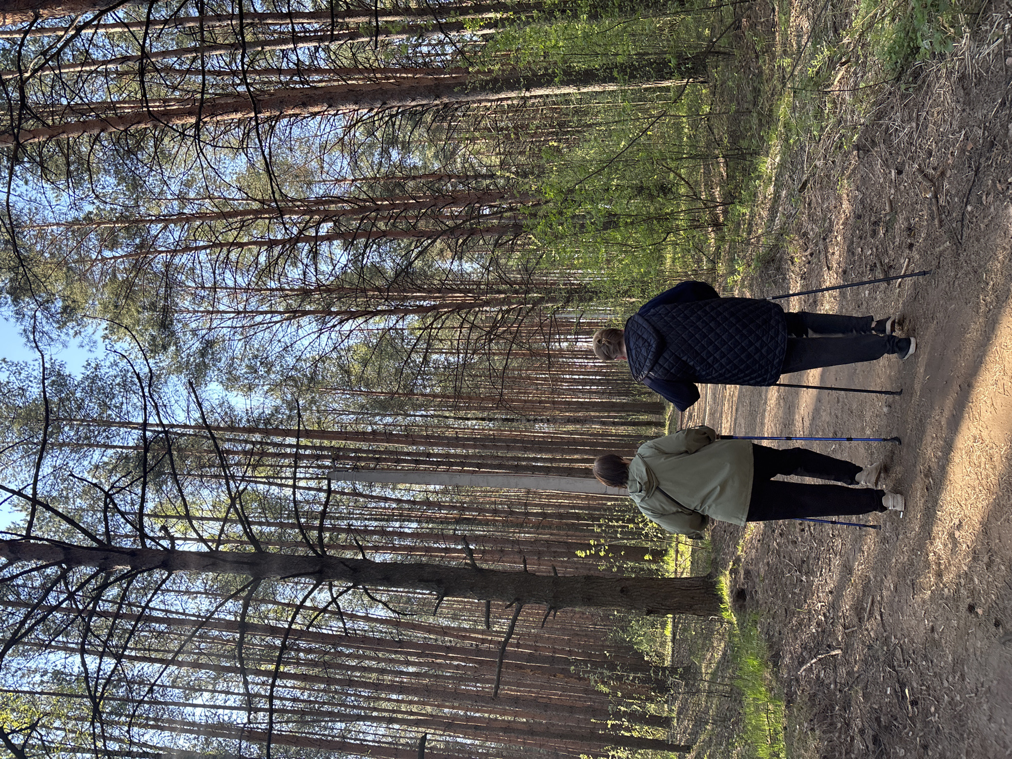 Two people are Nordic walking on a dirt path in a forest. The path is lined by tall, thin trees, and the forest floor is covered in fallen leaves. The sky is visible through the trees. The people are using walking poles. The location appears to be in a forest, likely in Chaikovsky, Russia. One person is wearing a dark quilted jacket and the other is wearing a light-colored jacket.