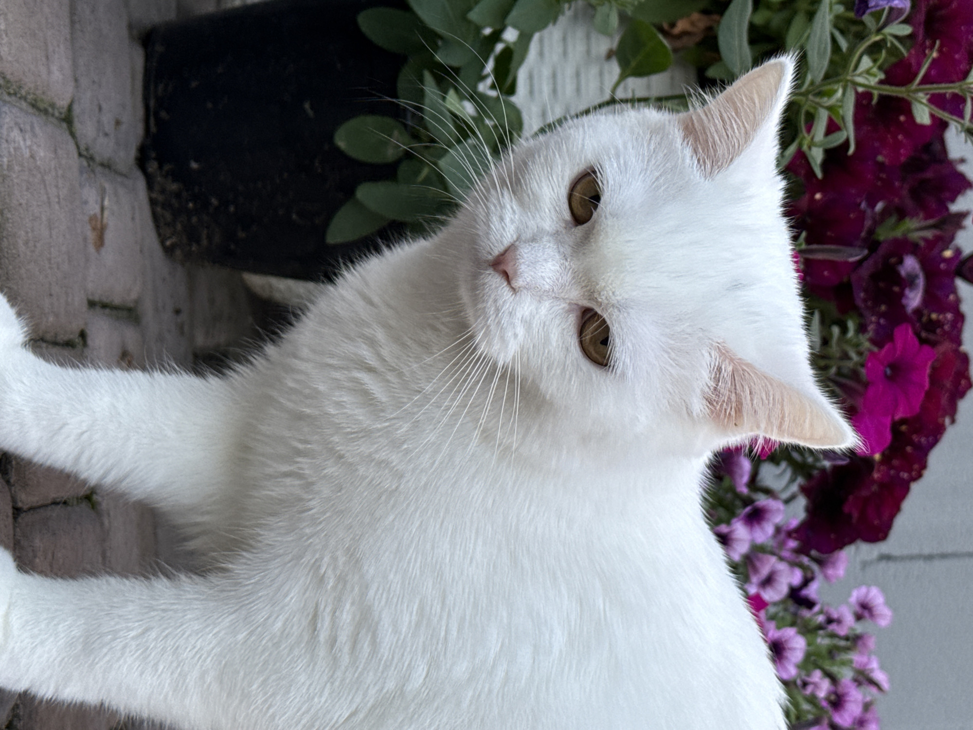 A close-up, eye-level, outdoor shot features a fluffy white cat with light brown eyes. The cat is facing left and looking towards the camera, with its ears pricked forward. The cat's body is mostly white with some faint tabby markings on its ears and face. Behind the cat, a black planter filled with lush green foliage is visible. In the background, clusters of vibrant purple and dark pink petunias are in bloom, adding a splash of color to the scene. The ground beneath the cat and planter is paved with greyish-brown cobblestones, some of which are cracked and weathered. The overall lighting suggests it is daytime, with soft natural light illuminating the cat and flowers. The setting appears to be a garden or patio area.