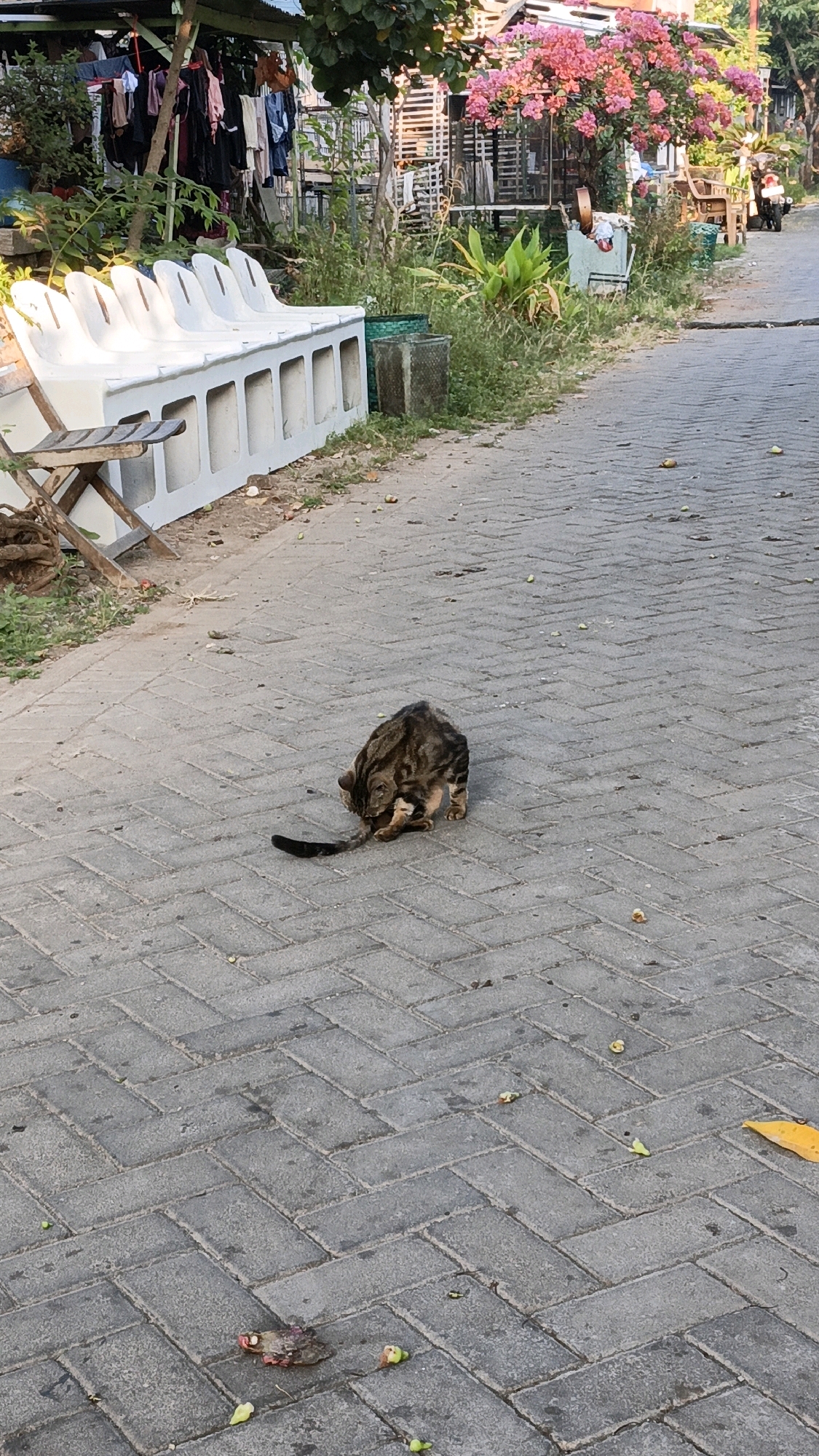 A tabby cat is grooming itself on a paved sidewalk in Cikal, Indonesia. The cat is a mix of brown, black, and tan stripes, with a long tail that is curled around its body. It is positioned in the center of the frame, with its head lowered and its tongue out as it licks its paw.
The sidewalk is made of interlocking gray bricks arranged in a herringbone pattern. Scattered on the sidewalk are several green and yellow pieces of what appear to be fruit. In the background, there is a row of white planters, some overgrown with grass and weeds. Beyond the planters, a building with a wooden exterior and a pink flowering tree can be seen. A clothesline with laundry hanging on it is also visible. To the right of the frame, the sidewalk curves away, and a portion of a motorcycle is visible. The overall impression is of a quiet, residential street on a sunny day.