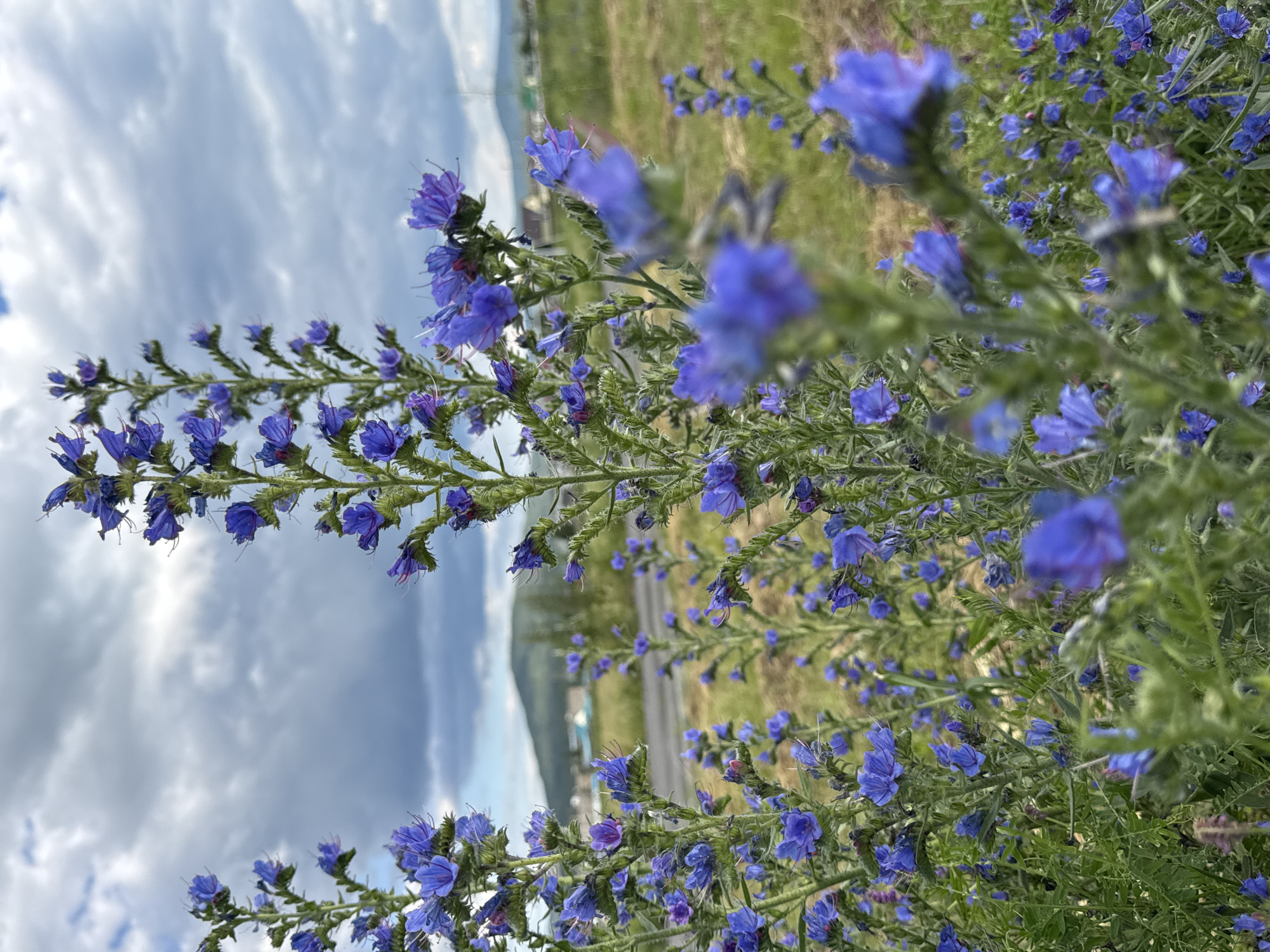 In Mursalimkino, Russia, a close-up shot focuses on tall, flowering plants with vibrant blue petals and green stems. The flowers are clustered along the upright stems, with some individual blossoms in sharp focus and others slightly blurred. The background depicts a landscape with green grassy fields, a paved road, and a gentle hill under a cloudy sky. The overall impression is of a natural, outdoor scene.