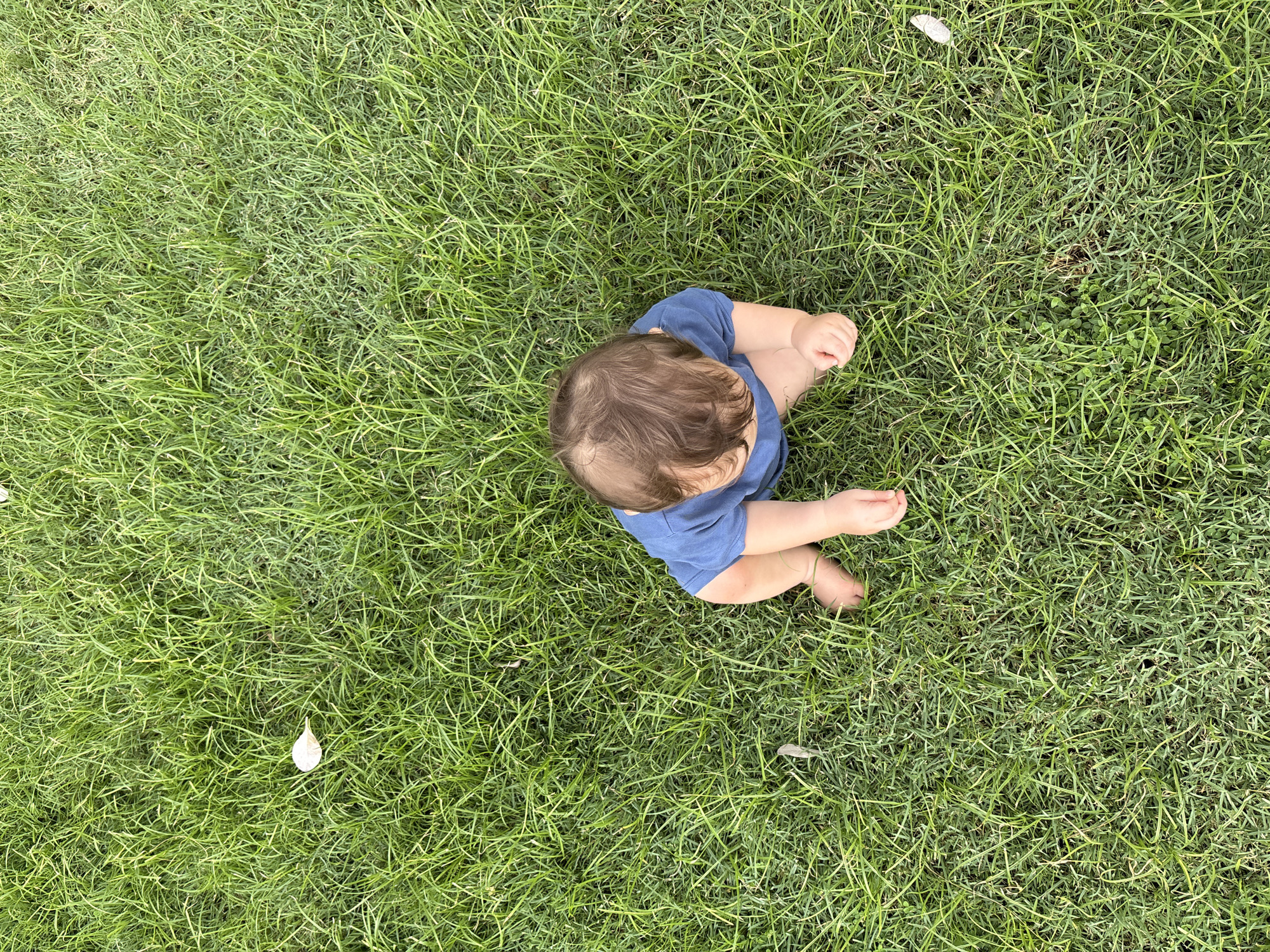 An overhead shot captures a baby sitting on a lush green lawn with scattered white petals. The baby, wearing a blue t-shirt, is positioned centrally, facing away from the camera. Their hands are resting on the grass, and their legs are bent. The grass is dense and appears well-maintained. The scene is void of any urban elements that would suggest a specific city location.