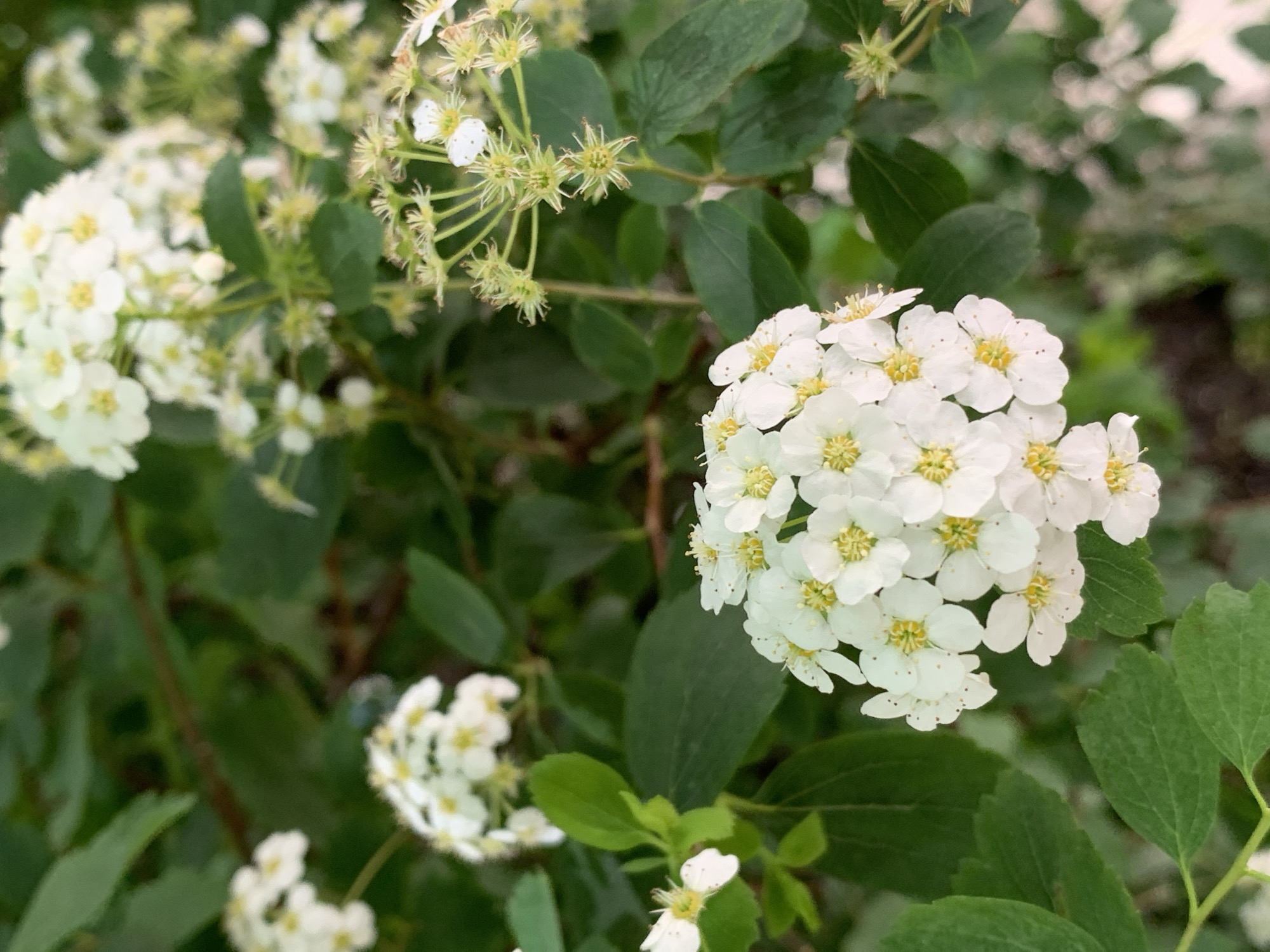 The image shows a close-up of a flowering shrub, likely a Spiraea japonica 'Little Princess' or similar cultivar, in an outdoor setting. The shrub features clusters of small, white flowers with yellow centers, contrasting with the dark green, ovate leaves. Some flower clusters appear to be spent, revealing the seed heads. The background is blurred, suggesting a natural or park-like environment. The photo may have been taken in the city of Stavropol, Russia.