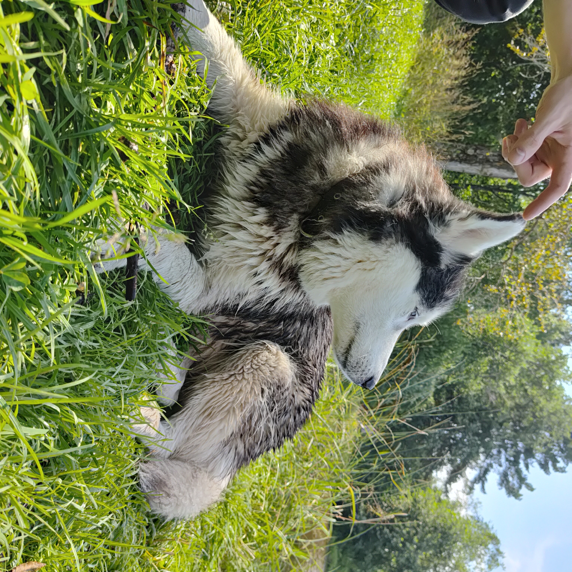 A husky dog lies in the grass outdoors, with a person's hand touching its ear. The dog is wet, and its fur is matted. The background consists of trees and a clear blue sky. There is no indication of this scene being located in Markovo, Russia.