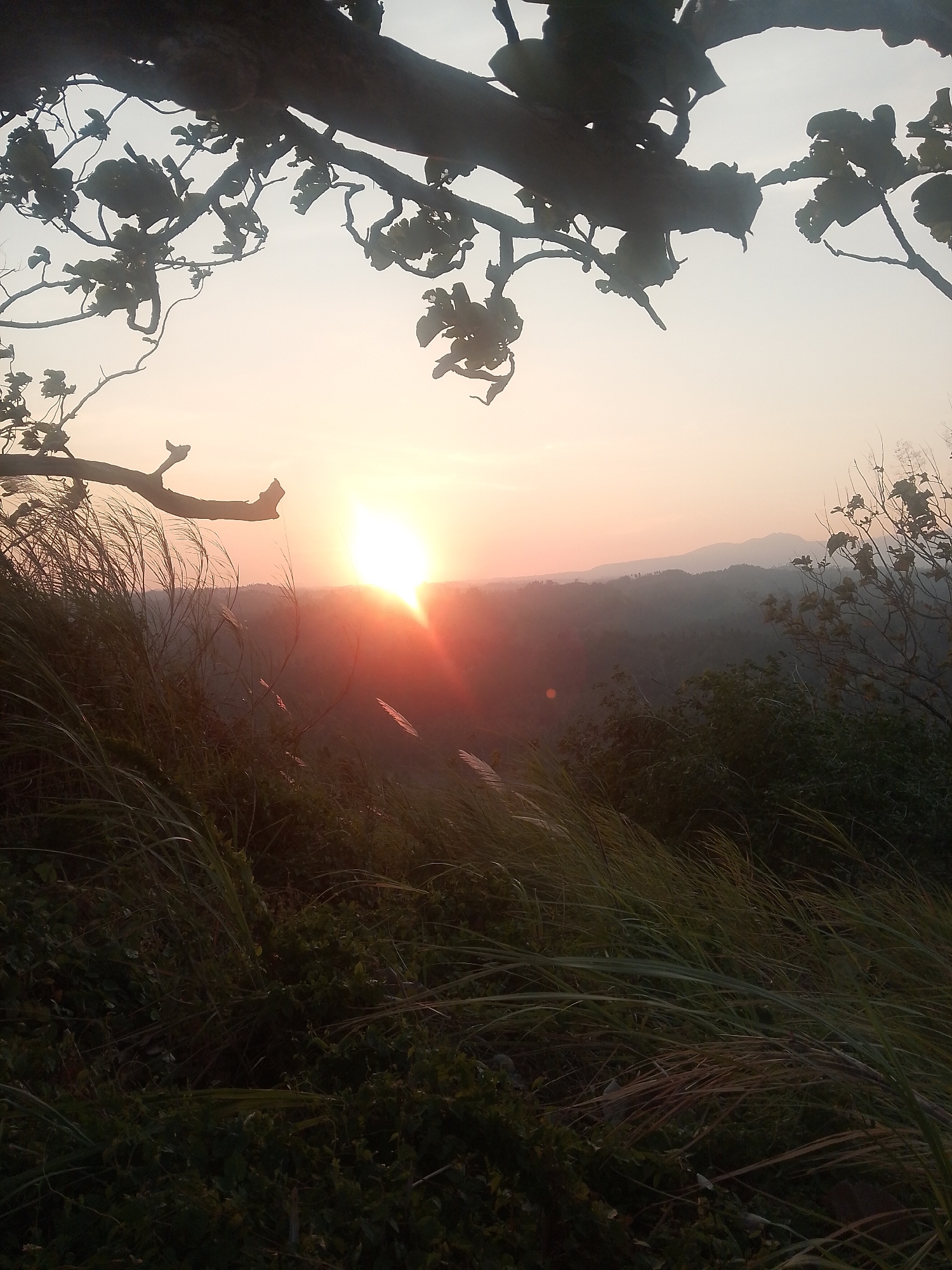 A sunset scene unfolds over a verdant valley in Uwuran Dua, Indonesia. The foreground is dominated by windswept tall grasses and low-lying vegetation, their silhouettes stark against the dusky light. A gnarled tree branch, its leaves dark and indistinct, frames the upper portion of the image, casting a natural border. In the middle ground, rolling hills recede into the distance, shrouded in a hazy, atmospheric perspective. The sun, a brilliant orb of orange and yellow, descends towards the horizon, its rays fanning out and illuminating the sky with warm hues of peach and pink. The overall impression is one of serene natural beauty, captured at the twilight hour.