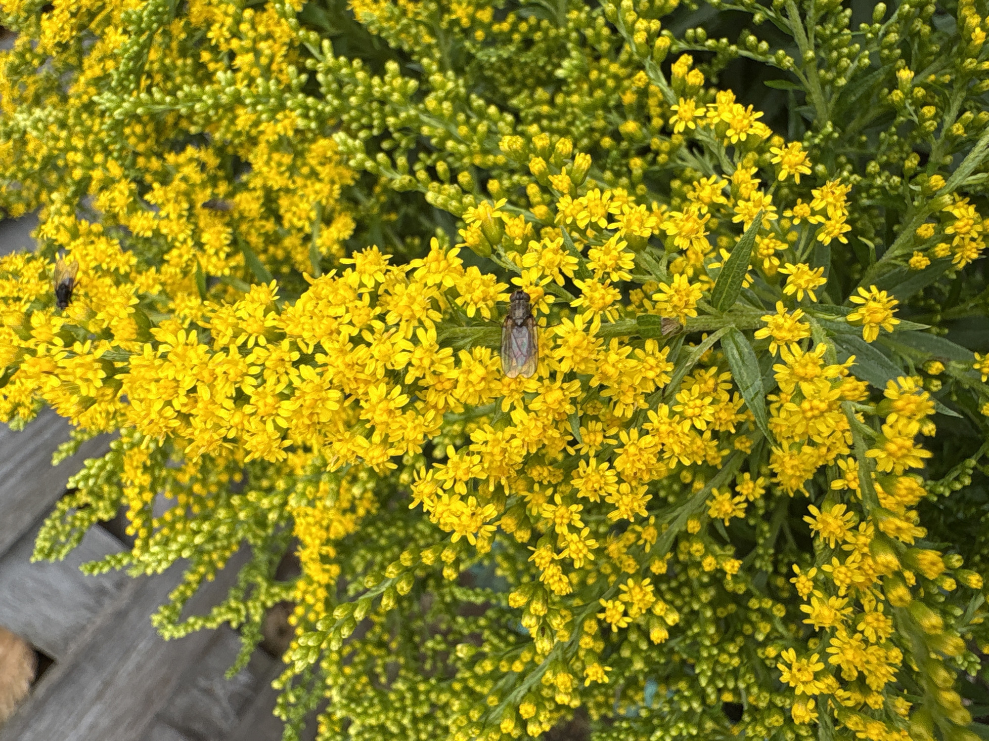 The image shows a close-up view of a cluster of bright yellow wildflowers, possibly goldenrod, interspersed with green buds and leaves. Two flies are visible on the flowers; one is in the upper left portion of the image, and another is positioned slightly off-center to the left, on a bloom. The background is out of focus, but appears to be a wooden surface, possibly a fence or deck, in a subdued gray tone. The image does not provide any specific information about the city of Ветлужский, Russia, or any individuals present.