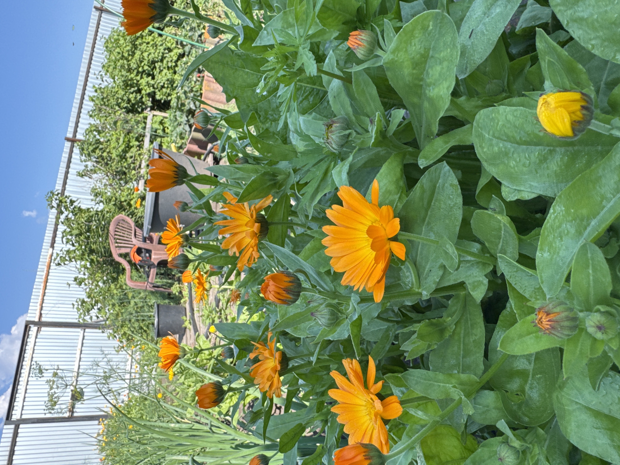 The image depicts a garden scene in Urazovo, Russia, dominated by vibrant orange and yellow marigolds in full bloom. Lush green foliage surrounds the flowers, with some buds yet to open. In the background, a corrugated metal fence runs horizontally, separating the garden from a dense cluster of green bushes and trees. A brown plastic chair with an orange object resting on it is visible behind a large black pot. The sky above is a clear blue with a few wispy white clouds. The overall impression is a bright, sunny day in a well-tended garden.