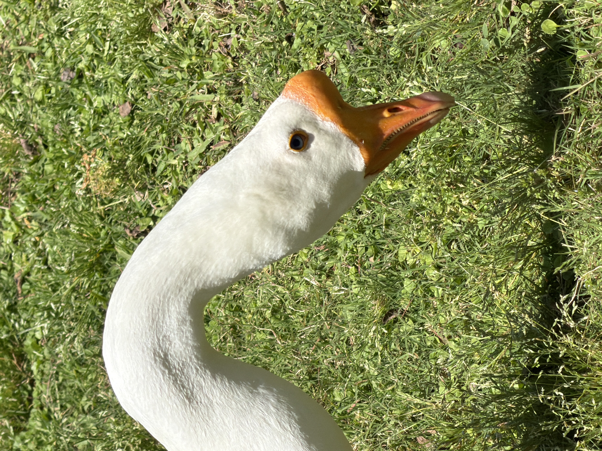The media file displays a close-up, high-angle view of a white goose in an outdoor, grassy environment. The goose's long, slender neck curves gracefully, leading up to its head, which is positioned in the upper right portion of the frame. Its plumage is pure white, contrasting with its vibrant orange-colored beak and the prominent, fleshy orange knob or protuberance on its forehead, characteristic of certain goose breeds like the African or Chinese goose. The goose's eye is dark with a discernible lighter ring around the pupil, and its beak exhibits fine serrations along the edges.
The background consists entirely of lush green grass, suggesting a natural habitat such as a park, field, or garden. Various shades of green are visible in the grass, indicating different types of foliage and areas of sunlight and shadow. The lighting is bright and clear, with strong sunlight casting distinct shadows, particularly beneath the goose's head and beak, and across the textured grass blades, suggesting it is daytime with clear weather. No specific activity is depicted, beyond the goose's presence and its gaze directed slightly upwards or to the side. There is no visible text in the image. This scene is located in Tel-Aviv, Israel.