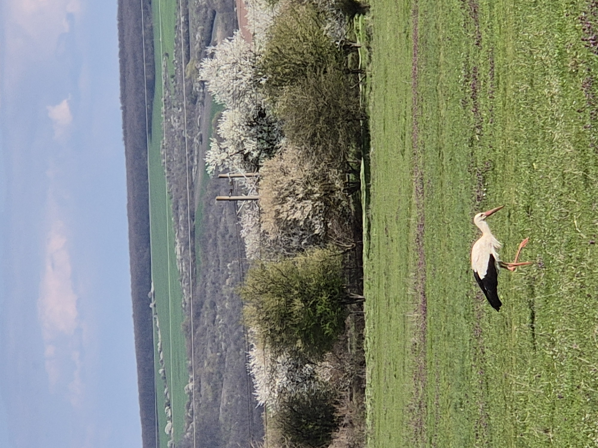 The image shows a stork standing in a green field with patches of purple flowers. In the background, there are trees, a hill, and a blue sky with clouds. The location is Медовина, Bulgaria.
