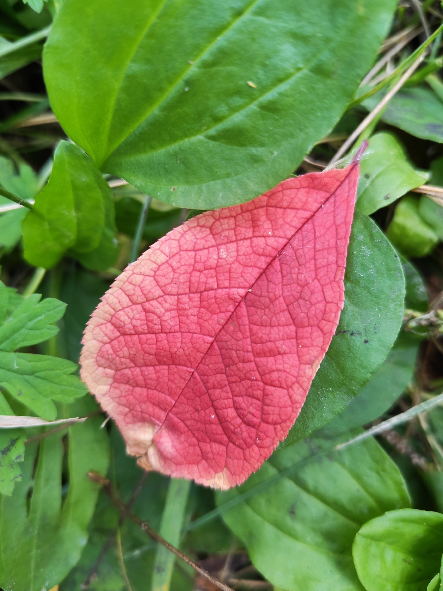 A close-up, overhead shot shows a single, bright red leaf with a light tan edge, centered on a bed of green foliage. The red leaf is textured with a network of fine, intricate veins. The surrounding green leaves are large and smooth, providing a contrasting backdrop. The lighting is natural, suggesting an outdoor setting. No people or specific location details are visible.