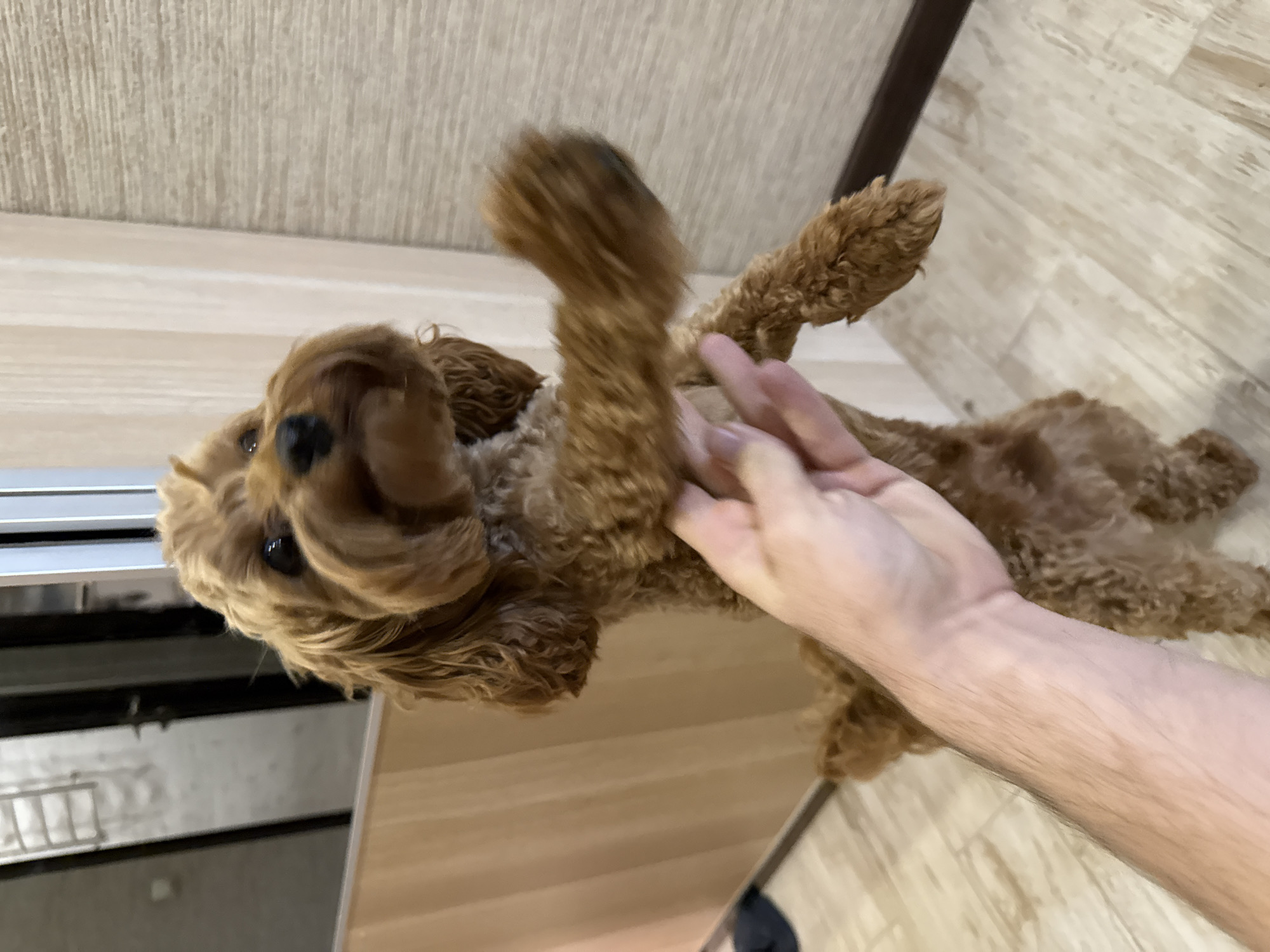 The image presents an indoor scene, likely within a home in Yekaterinburg, Russia. The primary subjects are a small, curly-haired dog and a human's hand and forearm. The dog, which appears to be a light brown or apricot color with tightly curled fur, is lying playfully on its back. Its head, featuring dark eyes and a black nose, is visible on the left side of the frame, looking towards the viewer.
A human hand, with fair skin and light hair on the forearm, is engaging with the dog. The hand is gently holding or stroking one of the dog's front paws or legs, indicating an affectionate and playful interaction. The dog's other paws are also visible, raised in a relaxed, upside-down position.
The setting features light-colored wooden or laminate flooring, which covers the majority of the background and floor space. On the far left, a metallic edge and part of an appliance or furniture unit, possibly a kitchen counter or a dishwasher/oven, can be seen, providing a domestic context. The lighting is bright and consistent with an indoor environment during the day. There is no visible text in the image. The overall impression is one of a warm, playful moment between a pet and its owner.