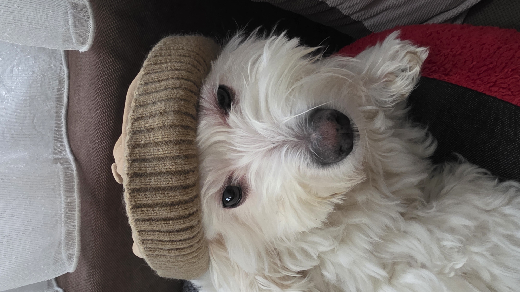 A small, white, fluffy dog is captured in a close-up portrait, resting indoors. The dog is positioned centrally in the frame, looking directly at the camera with dark, bright eyes. Its shaggy white fur covers most of its face, revealing a dark nose and hints of pinkish skin around the eyes. A knitted, light brown or beige hat, resembling a beanie or headband, is worn on the dog's head, covering part of its left ear and forehead.
The dog appears to be lying on a dark brown textured surface, possibly a couch or blanket. To the dog's right, a vibrant red, plush material, likely a cushion or blanket, provides a soft background element. On the left side of the image, a sheer, white curtain with a subtle woven pattern is visible, suggesting the presence of a window and indicating natural daylight. The image is slightly rotated. The dog is calmly resting, observing its surroundings. No specific activity is depicted other than its tranquil repose. There is no visible text in the image. The scene takes place indoors, in Blagoevgrad, Bulgaria, during daytime.