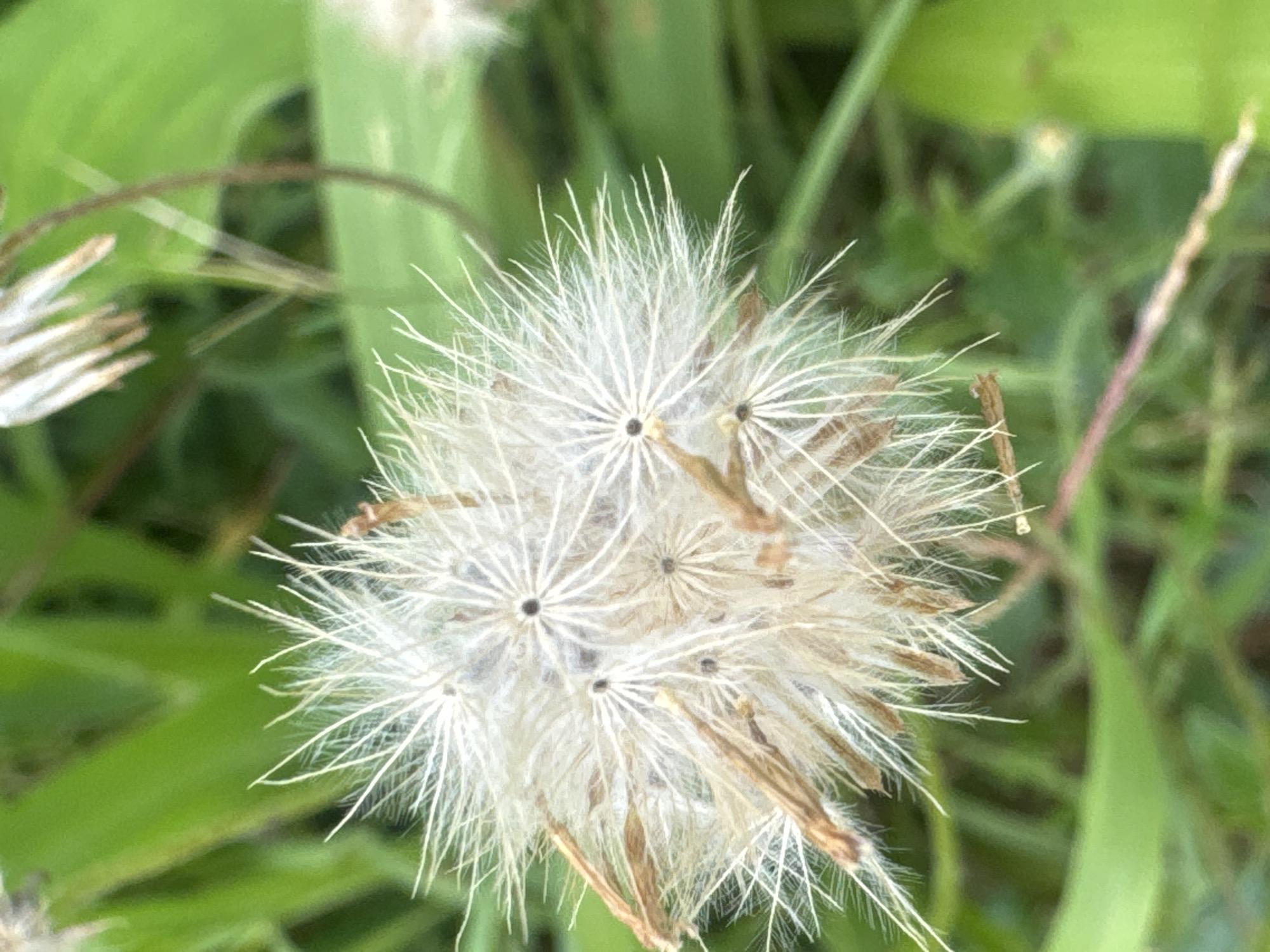 A close-up, eye-level shot focuses on a cluster of dandelion-like seed heads, likely Tridax procumbens, commonly known as wild daisy or coat buttons. The seed heads are fluffy and white, with thin, feathery filaments radiating outwards from dark centers. Some of the dried stalks and brown husks are visible amongst the seeds. The background consists of blurred green foliage, suggesting an outdoor environment. The lighting is natural and diffused, creating a soft focus effect. The image composition is centered on the seed heads, with the background providing context. There are no people or animals present. The scene is still and peaceful, capturing the delicate nature of the plant.