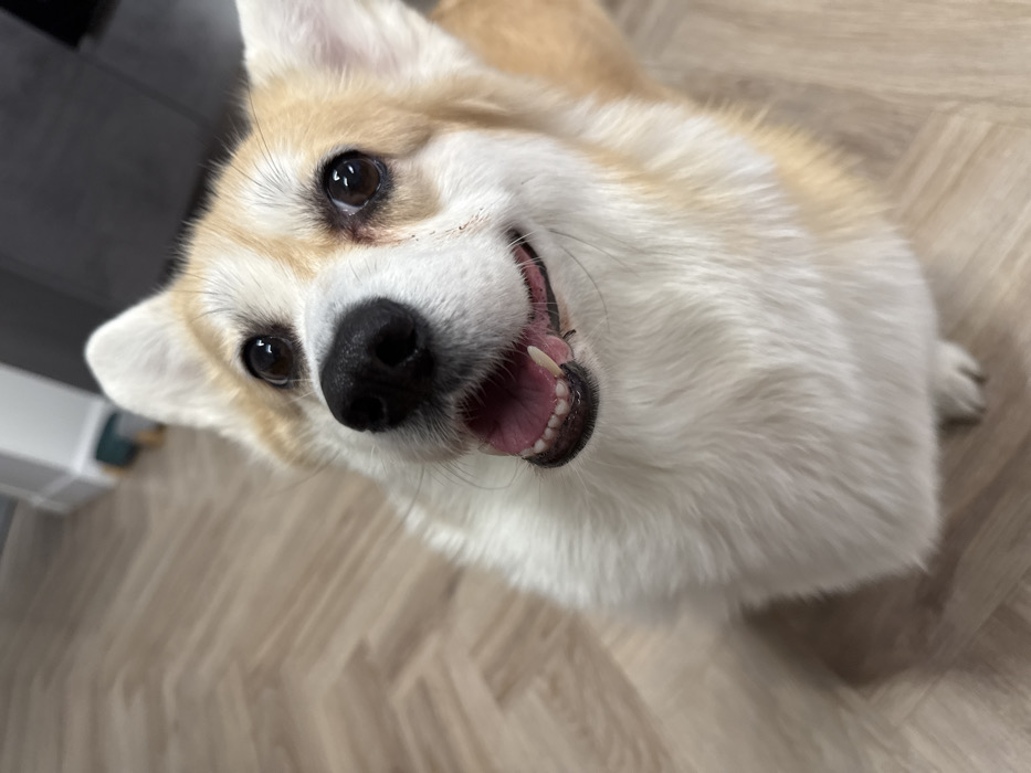 A close-up, upward-angled shot captures a happy corgi dog. The focus is on the dog's face, showcasing its black nose, bright brown eyes, and partially open mouth revealing its pink tongue and teeth. Cream and light tan fur are visible. The background includes a light brown, wooden-look floor and a dark wall with a white object. The dog is looking up at the camera, creating a playful and engaging image.