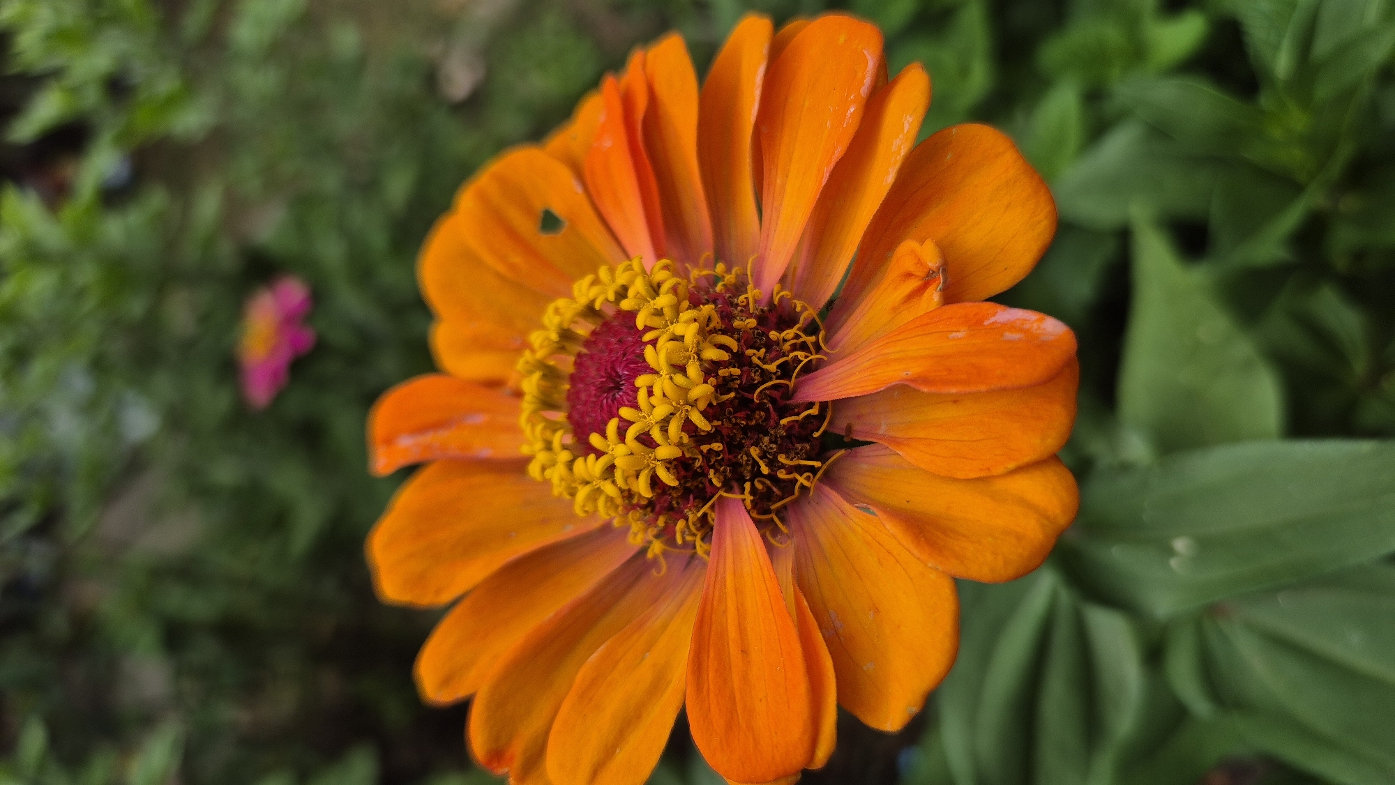 A vibrant orange zinnia flower is the focal point of this close-up shot, its petals unfurling in a radial pattern. The center of the flower is a complex cluster of deep red disc florets surrounded by bright yellow ray florets, creating a striking contrast. The petals have a slightly glossy texture, with hints of pink and yellow blending into the orange. In the background, out of focus, are green foliage and a blurred pink flower, suggesting a garden setting. The image captures the intricate details of the zinnia's reproductive parts. This scene is located in the city of Doirentsi, Bulgaria, within a garden environment. There are no people or actions depicted in the image.