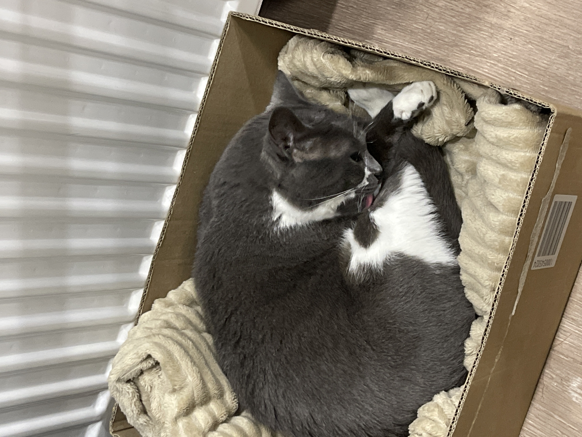 A gray and white cat is curled up inside a cardboard box. The box is lined with a beige, plush blanket. The cat is grooming itself and its tongue is visible. The box is positioned next to white blinds. The box has a barcode printed on its side. The image was likely taken indoors. The location in the city of Tbilisi, Georgia, is not discernible from the image.