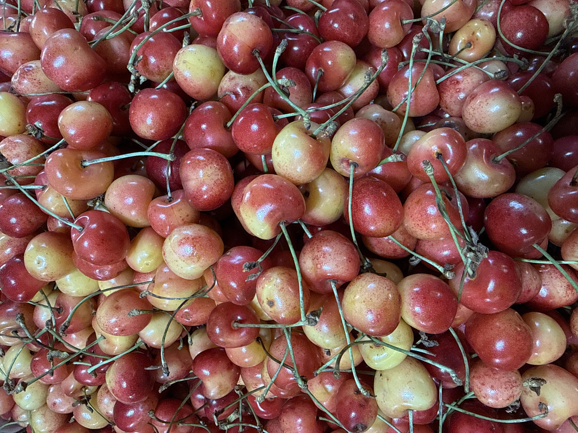 A close-up, overhead shot displays a dense pile of Rainier cherries. The cherries exhibit a gradient of color, transitioning from a pale yellow on one side to a deep red on the other, with some exhibiting a rosy blush. They are clustered together, their stems intertwining. This image is not specific to Lokbatan, Azerbaijan.
