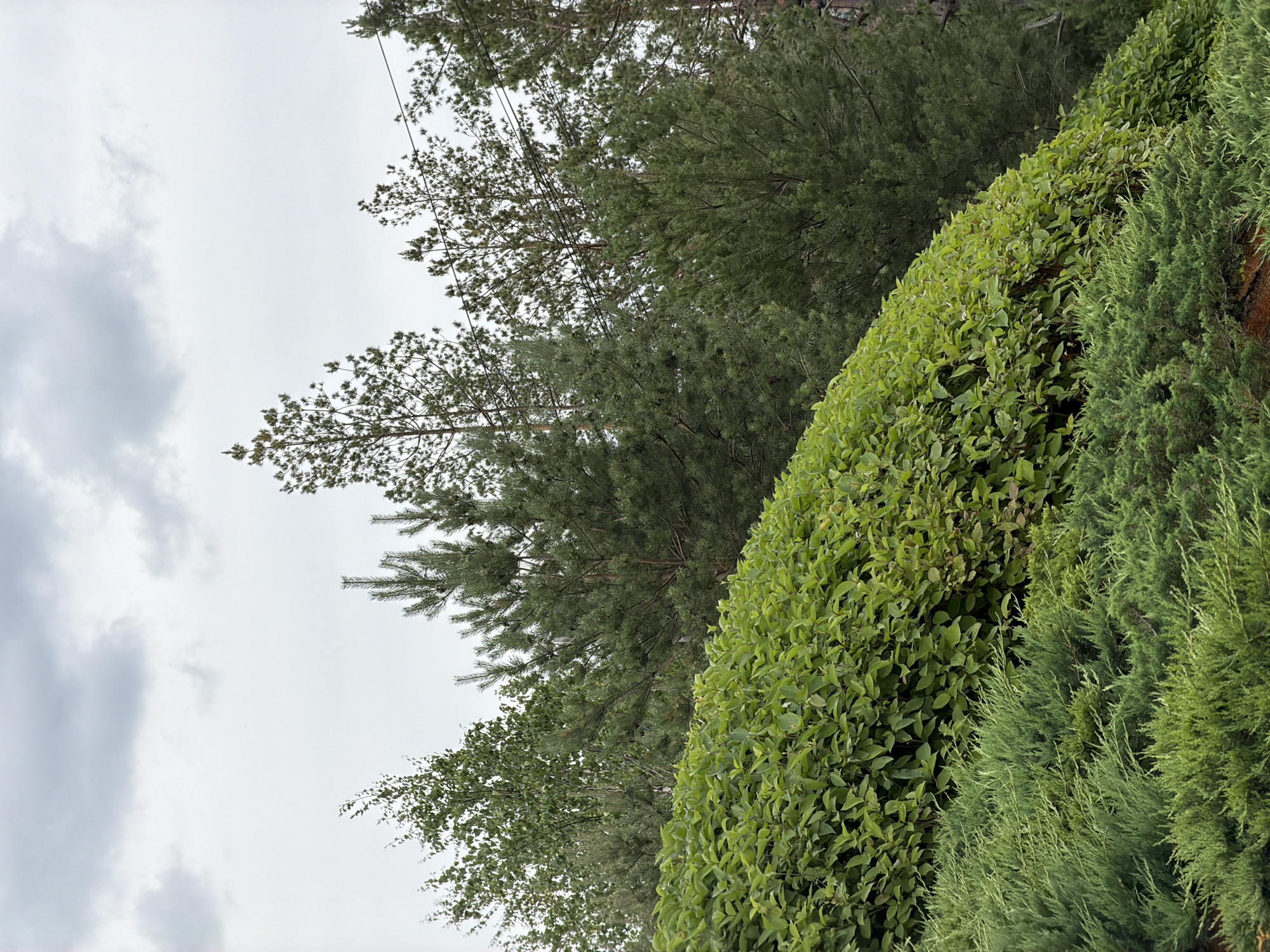 A medium shot captures a lush, multi-layered landscape with various evergreen and deciduous plants beneath a cloudy sky. In the foreground, a dense layer of bright green juniper bushes covers the lower part of the frame, with a slightly darker, richer green of another evergreen shrub beneath it. Behind the juniper, a sloping bank is covered in vibrant green foliage, appearing to be a bush or shrub with many small leaves. Further in the background, several pine trees with their characteristic green needles are visible, along with what appears to be a deciduous tree with lighter green leaves on the far left. The sky is overcast with soft, gray clouds. The scene is likely a park or garden area in the city of Озерное (Майминский), Russia, characterized by its abundant greenery and natural, slightly wild appearance. There are no people or animals present in the image, and no discernible actions or interactions are occurring. The overall impression is one of natural growth and an outdoor environment on a cloudy day.