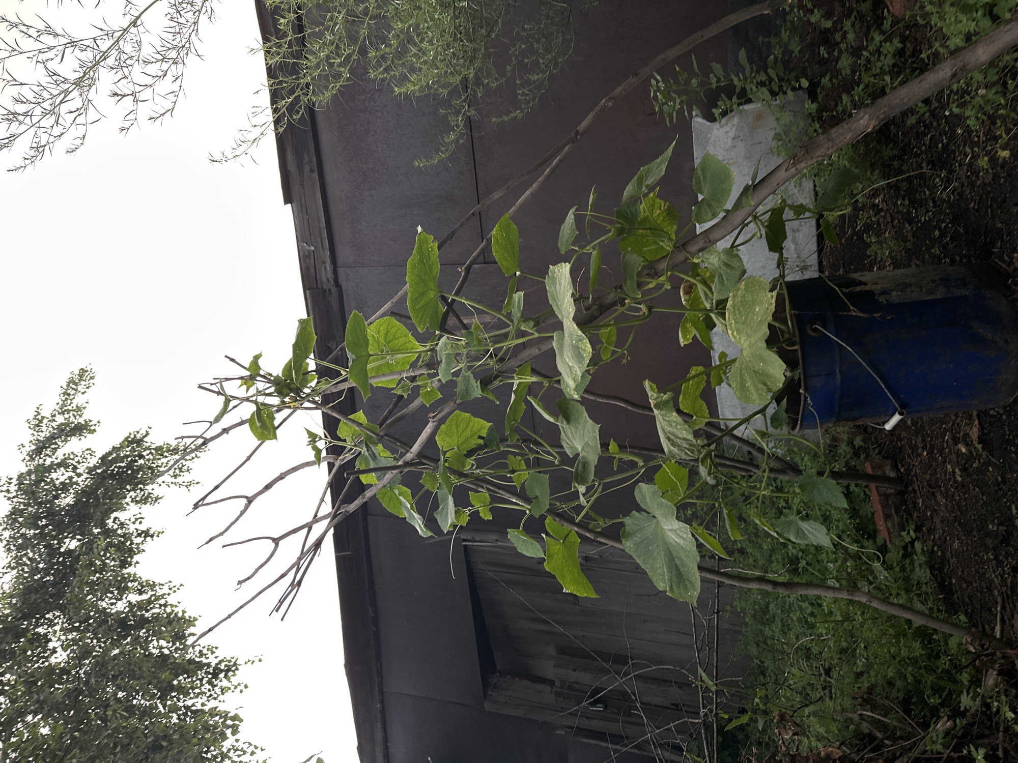 A vertically oriented, medium-shot, eye-level photograph captures a garden scene. A plant with large green leaves and thin vines, likely a cucumber plant, is trained on a rustic trellis made of branches and sticks. The plant originates from a blue metal bucket in the foreground. In the background, a dark-colored shed or outbuilding with a wooden door is visible. Overcast skies dominate the upper portion of the image, with the branches of a leafy tree extending from the top left. The surrounding ground is covered in dark soil and dense green vegetation. The scene appears to be an outdoor garden in Biysk, Russia.